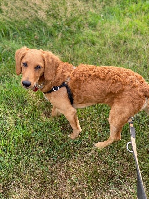 ana's new puppy.jpeg