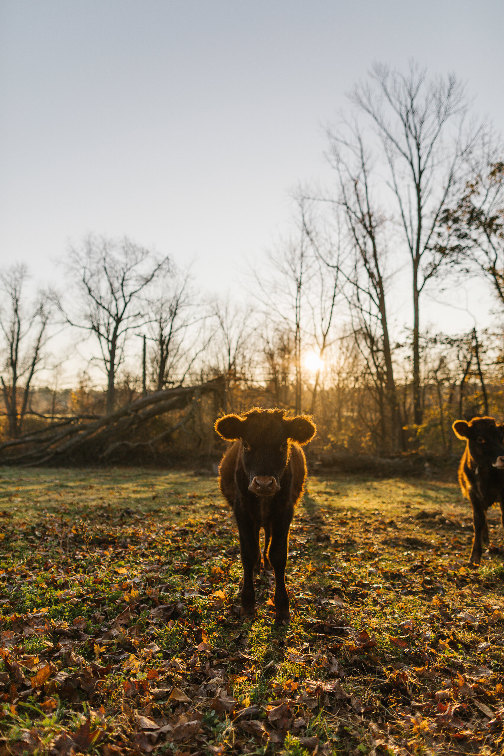 Preserving Dairy: Cheesemaking—and Selling—in Central Mass