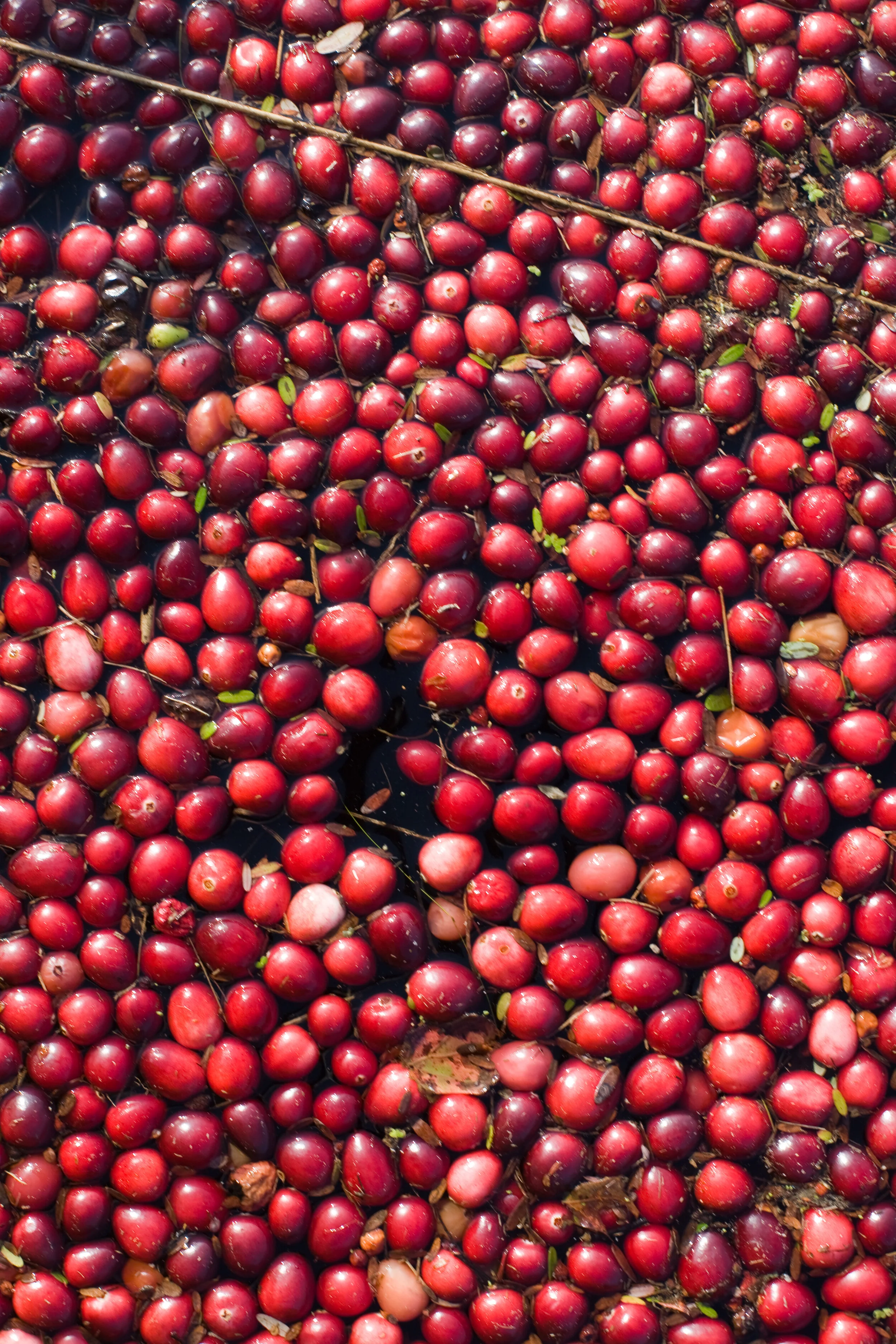 Edible Traditions: Massachusetts Cranberries