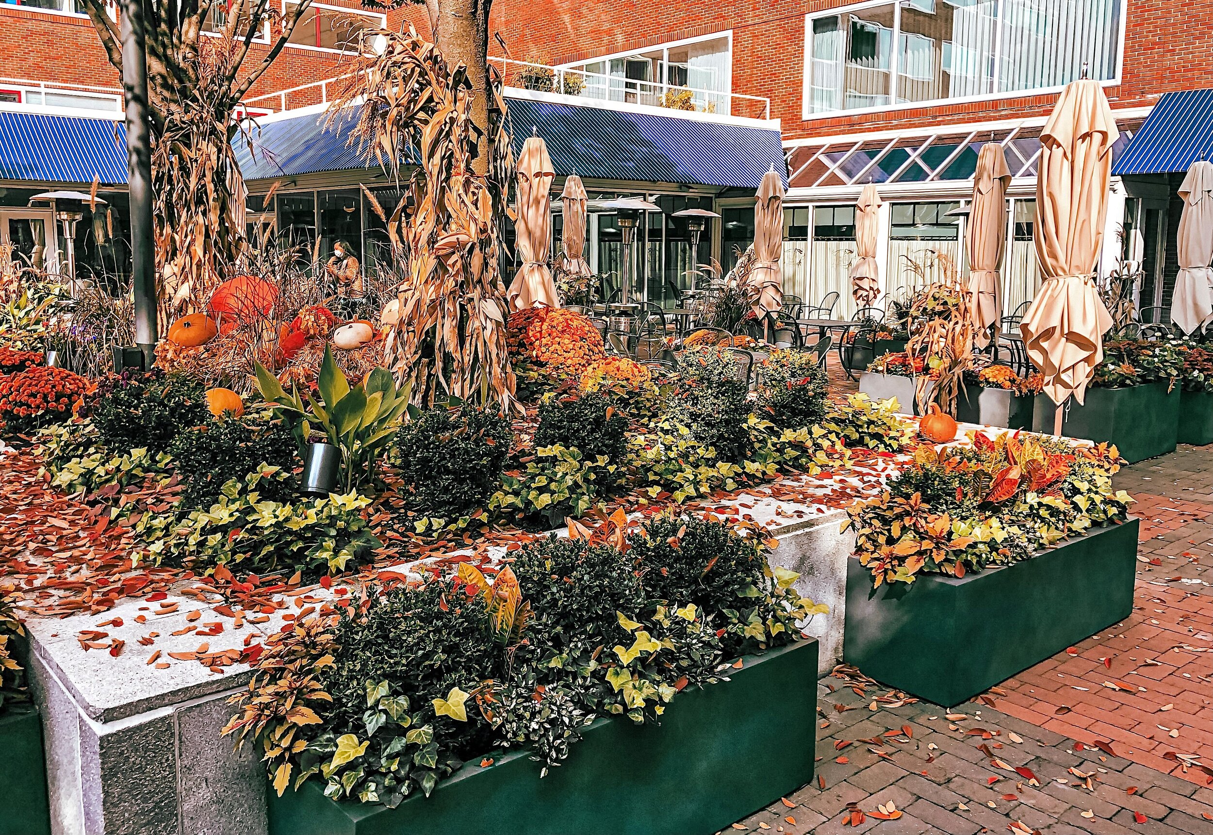 Fall Plants 3.jpg