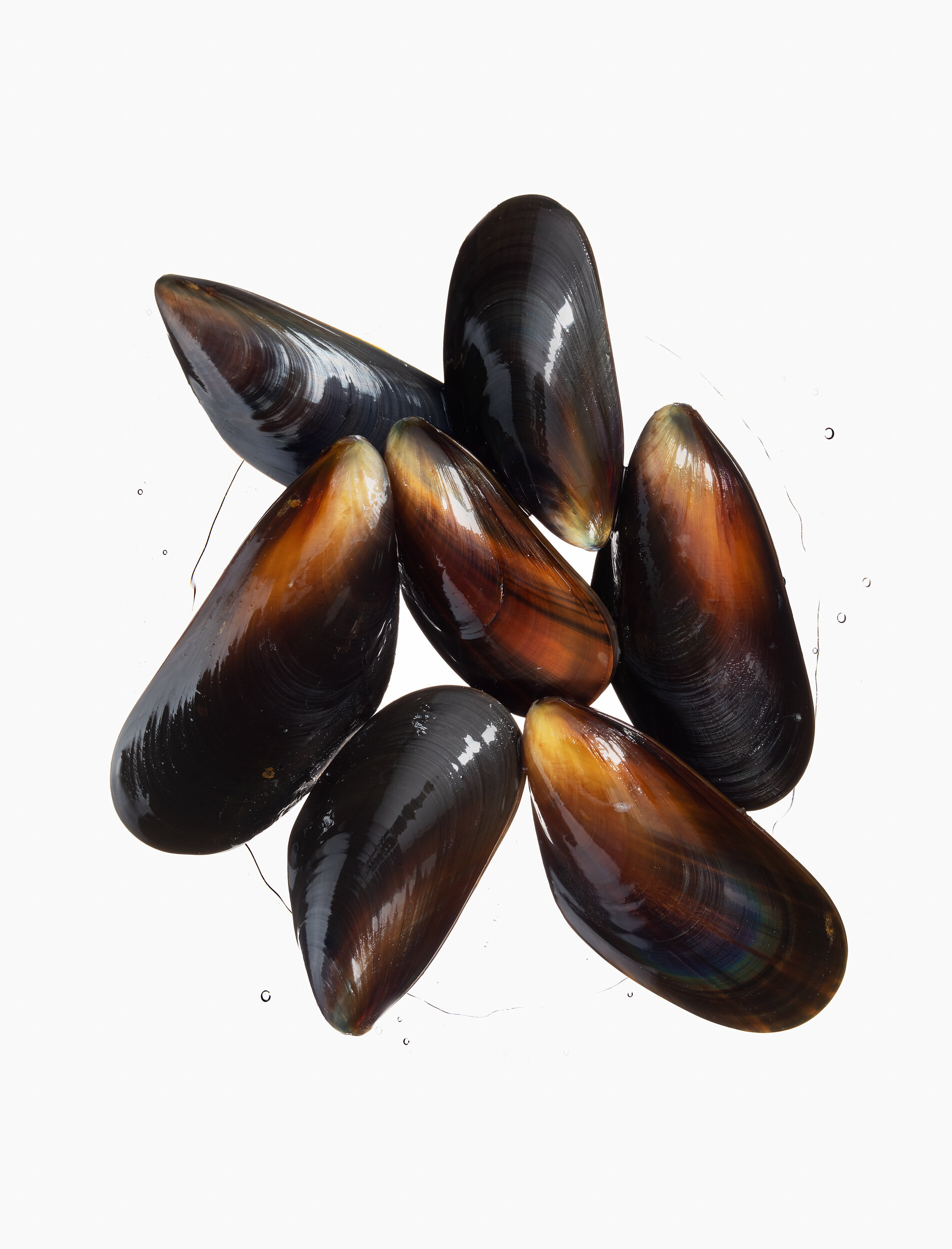 Increased Mussel Mass? The Uphill Battle for Offshore Mussel Farming