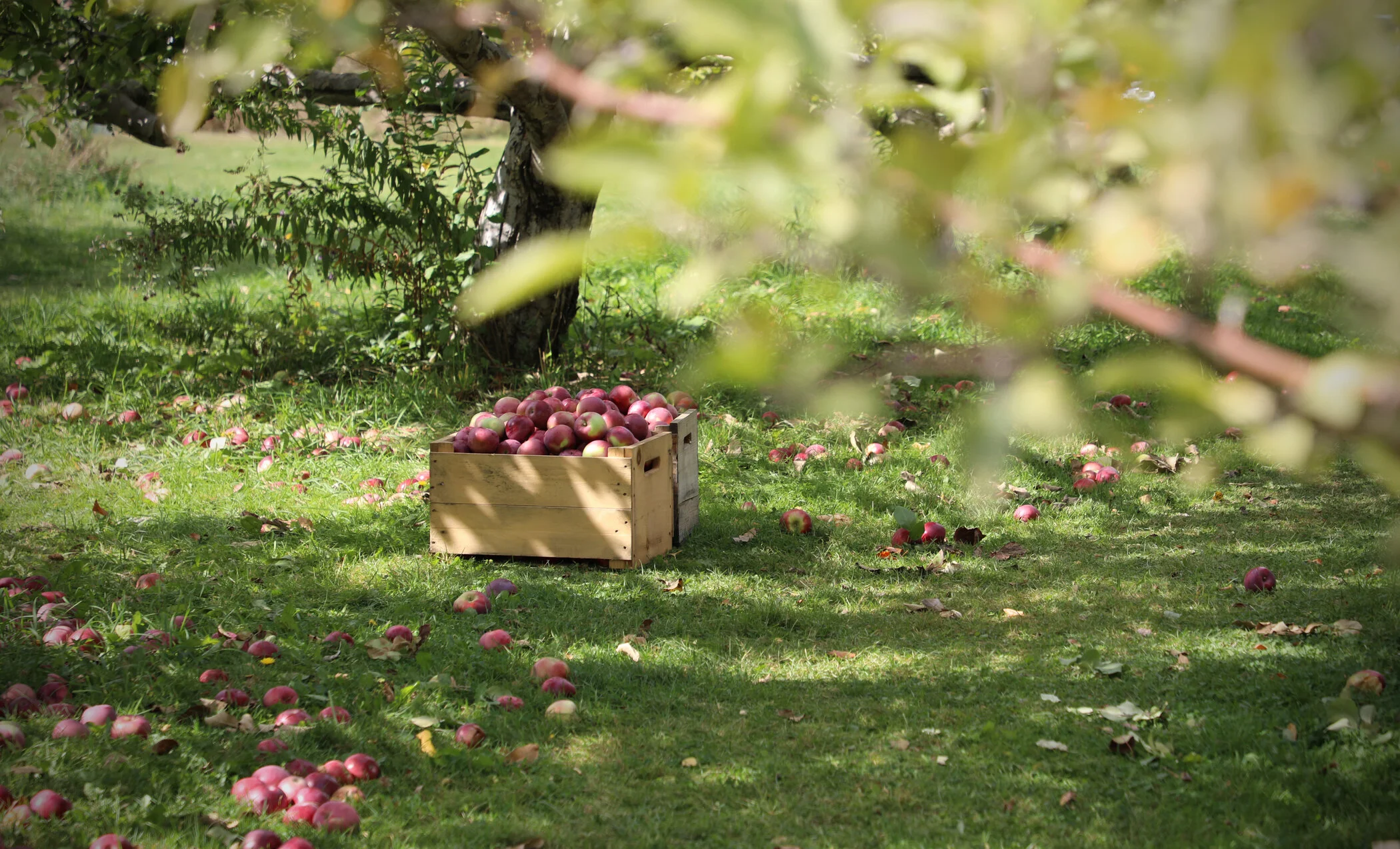 Hungry for Vermont? Dig into Vermont’s local food scene this summer