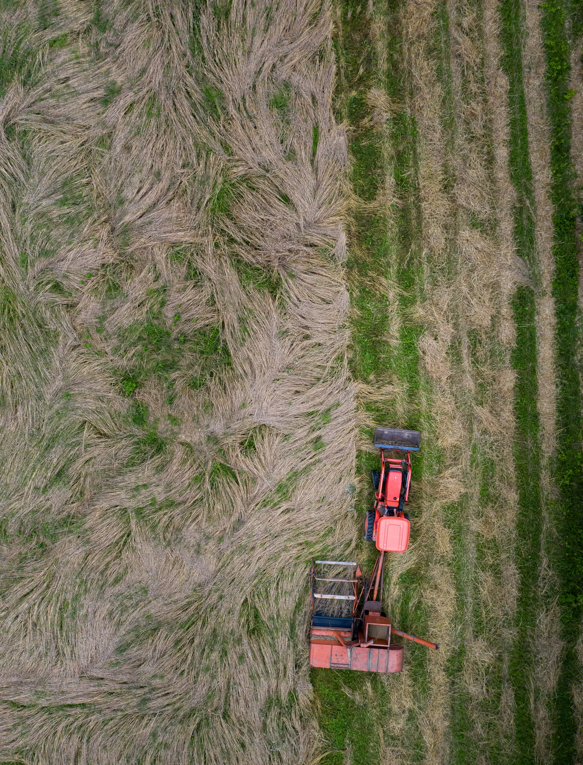 Going With The Grain: Whitesfields Farm Carries On The Old Traditions With Wheat and Rye