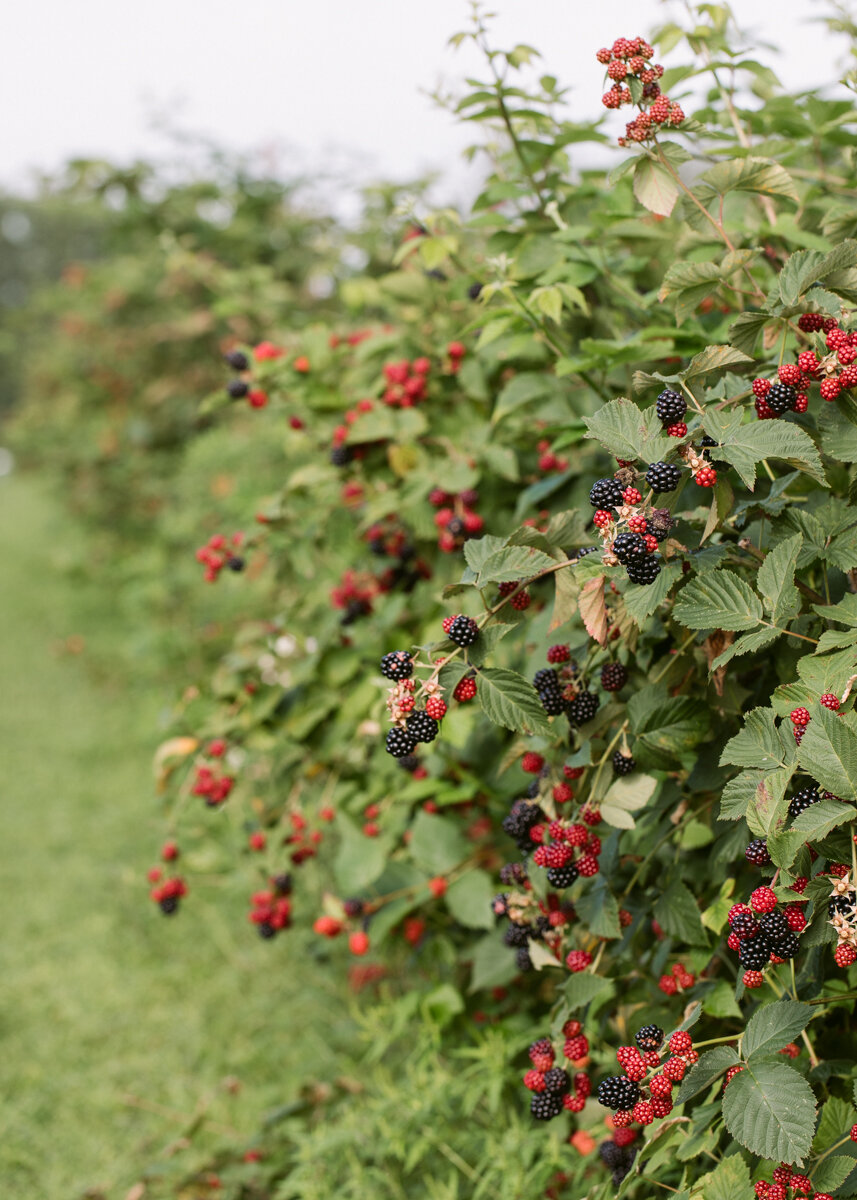 Berries ready to pick, Russell Orchards
