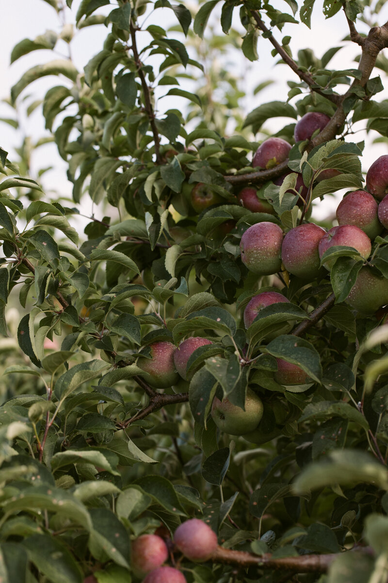 Early apples, Russell Orchards, Ipswich