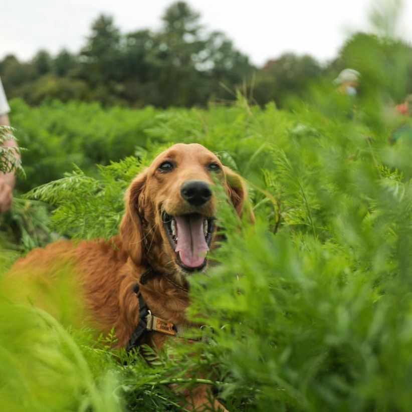 How We Did This: Siena Farms’ Farm Pup Share