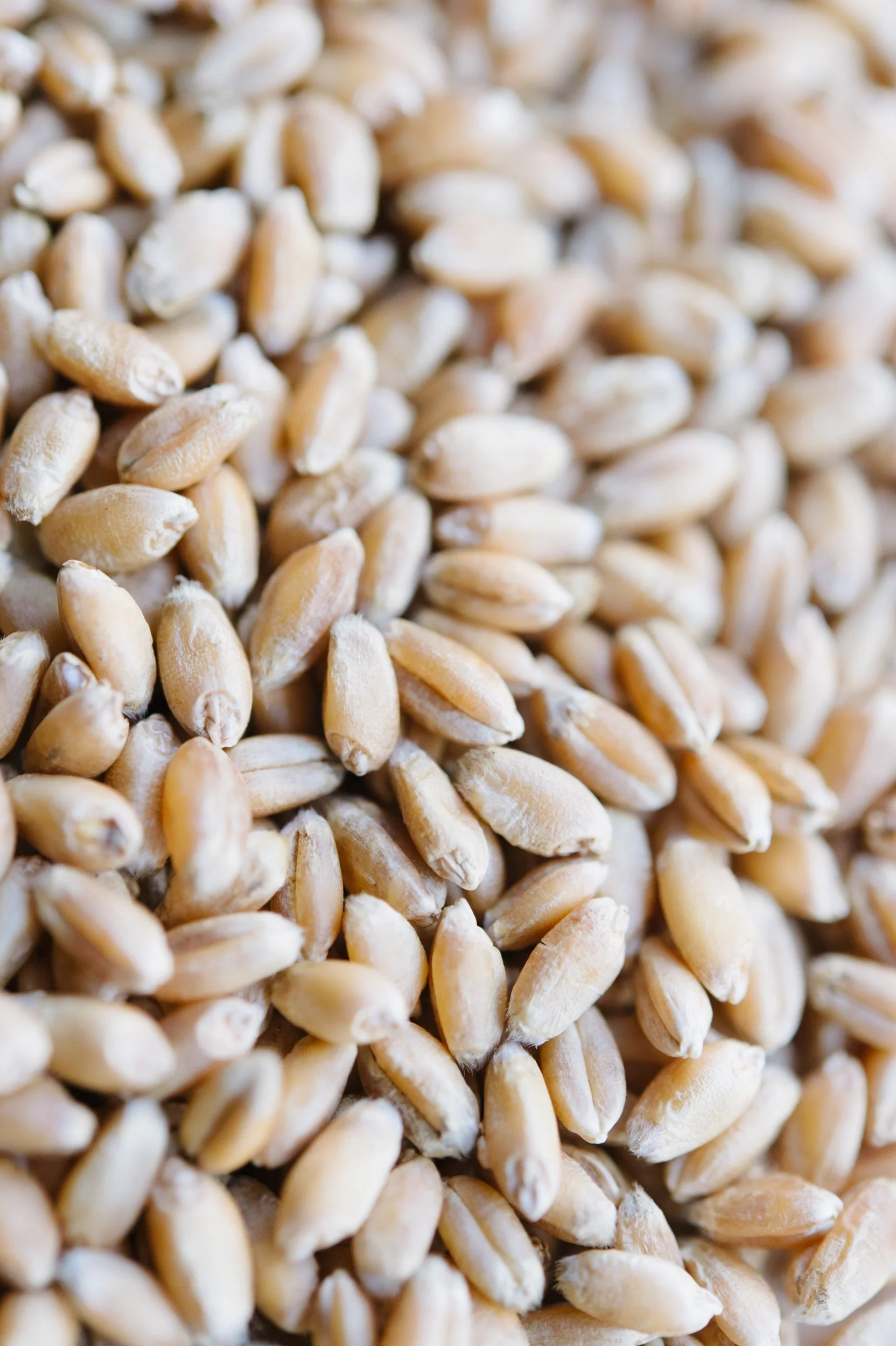 Wheaty, Warming Savory Porridges