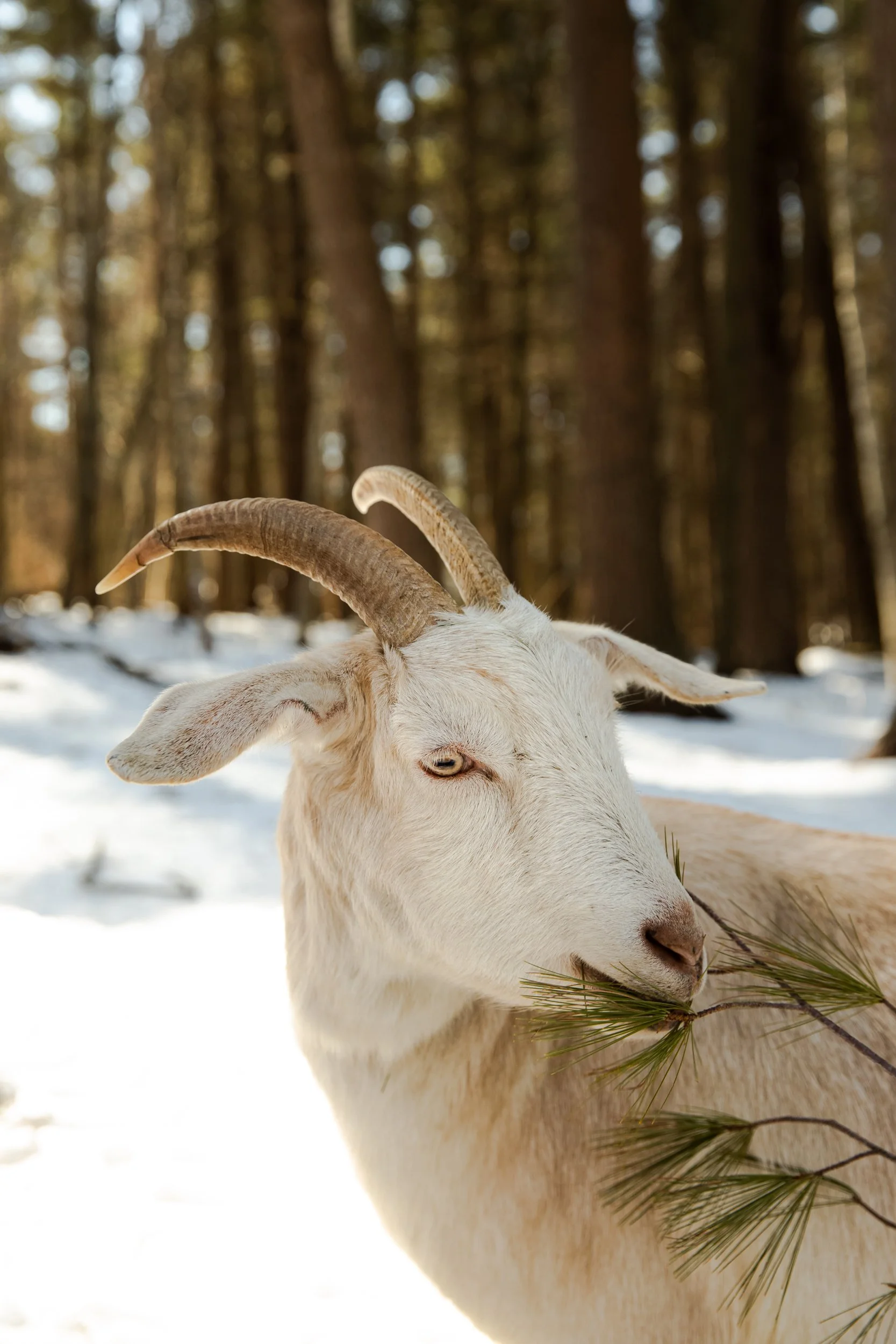 Get Your Goat: Where to Find Local Goat in Greater Boston and Central Massachusetts