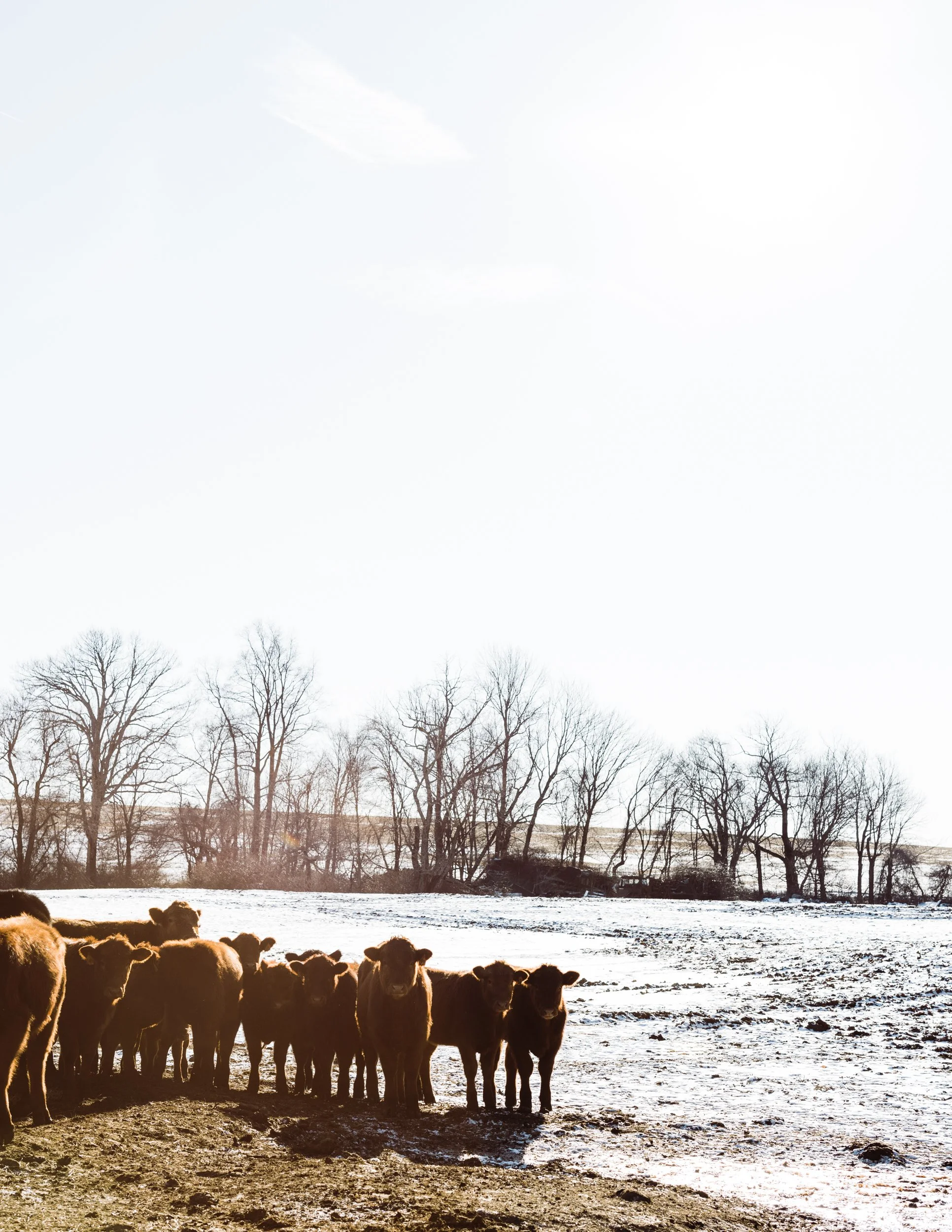 Doing Things Nature’s Way at Walnut Lane Farm
