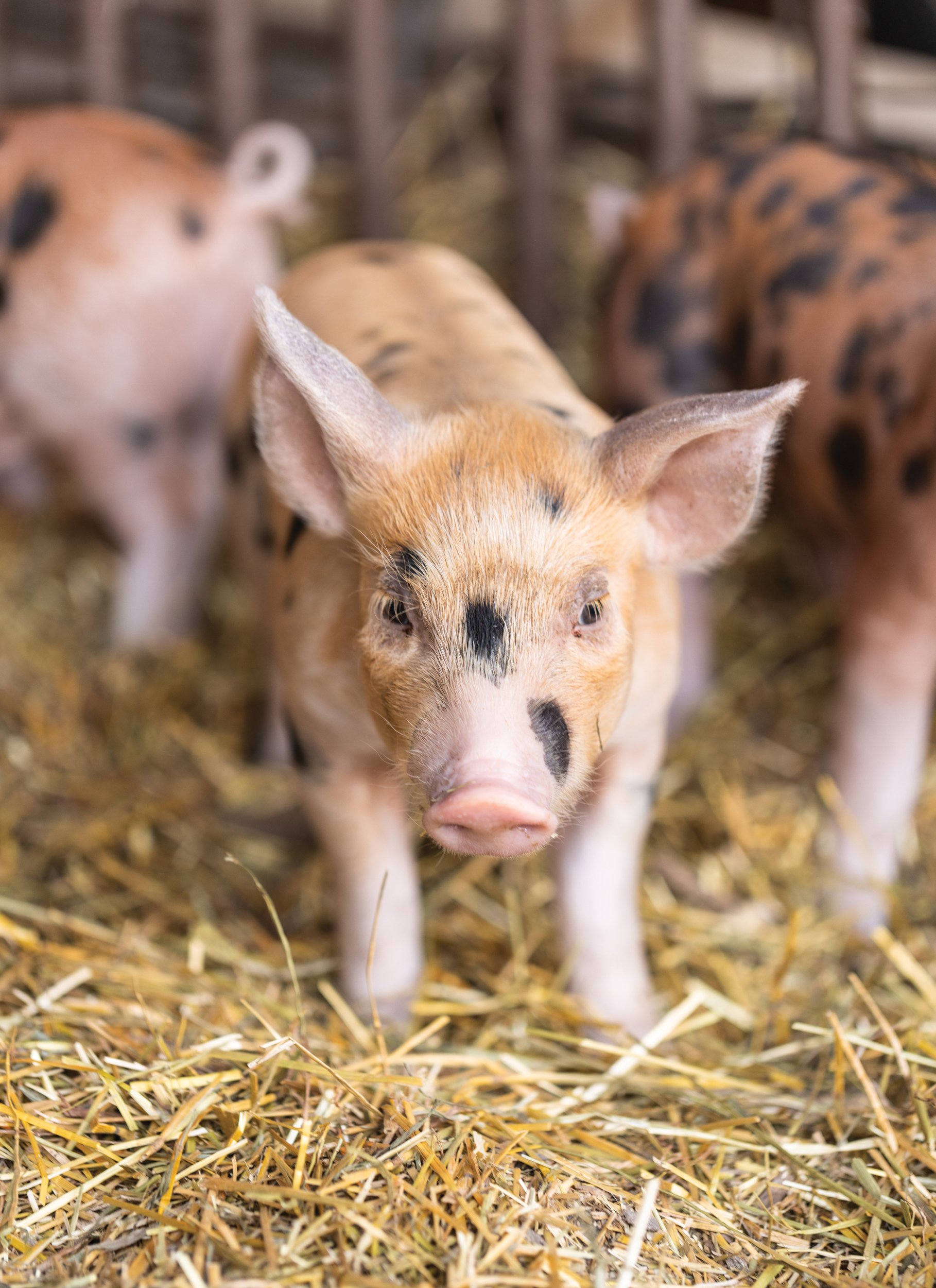 codman_farm-7_WEB.jpg