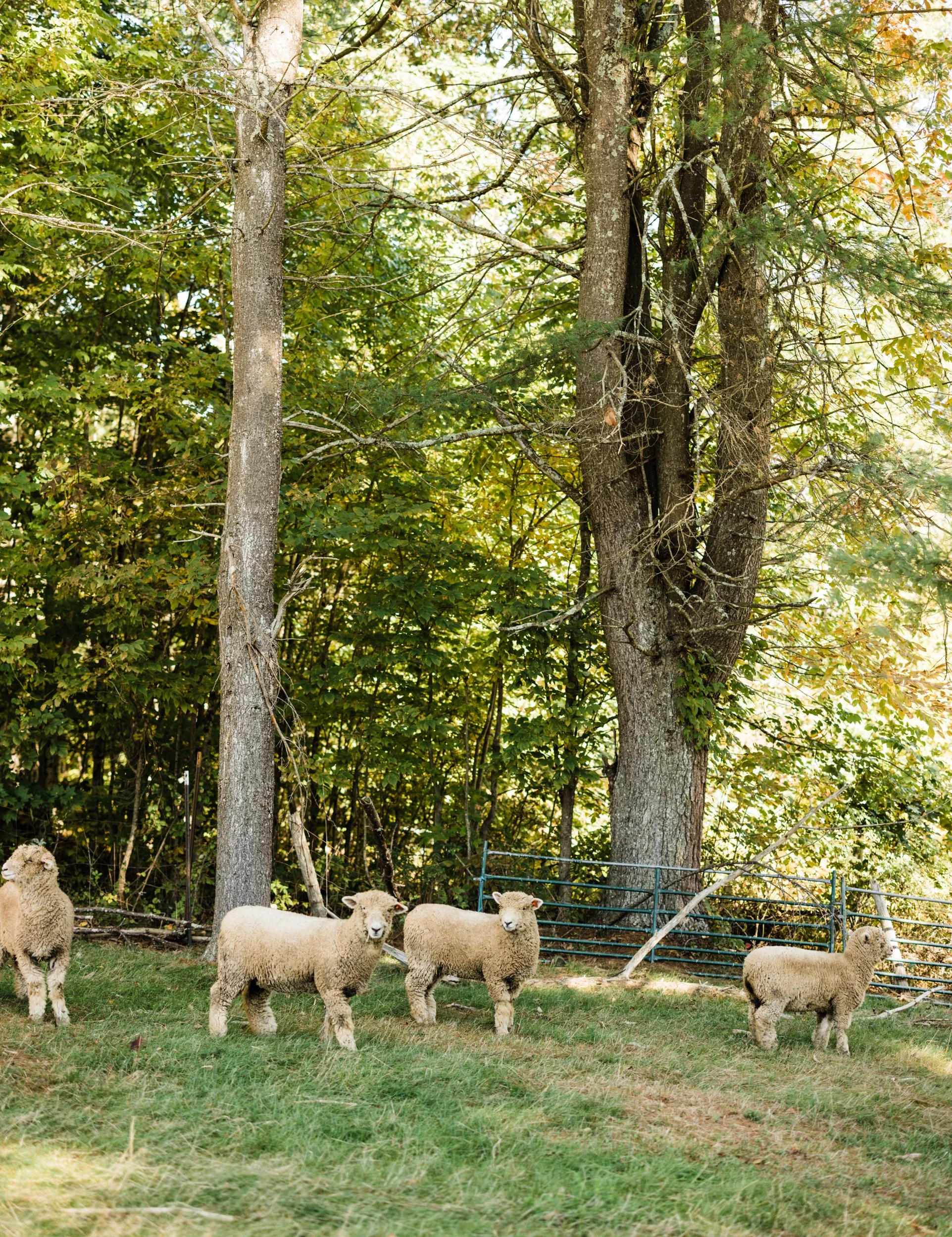 Breeding Sheep for Fiber and Meat at Hubbardston’s Greenwood Hill Farm