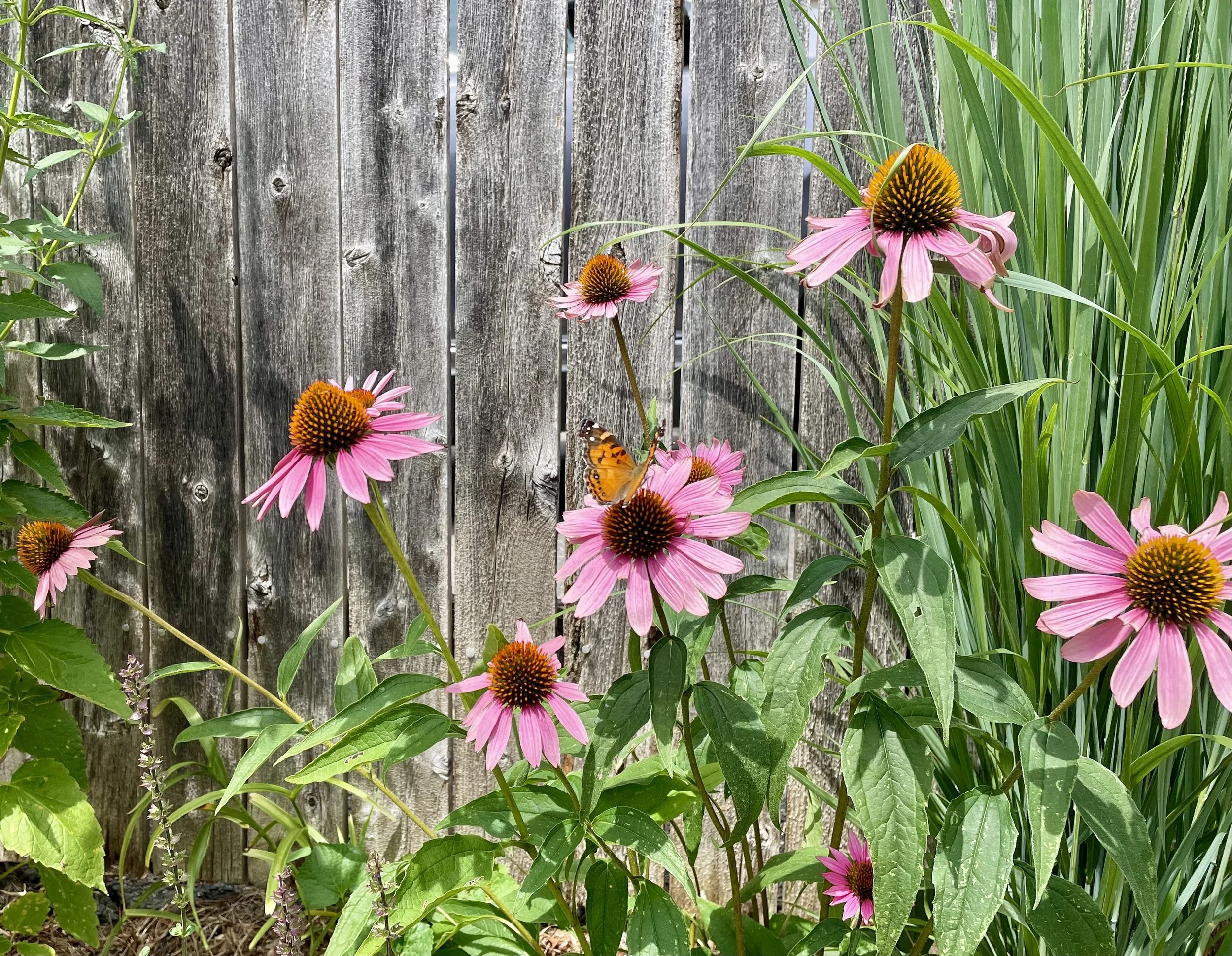 North Shore Butterfly Gardens, Holiday Gift Guide 2022