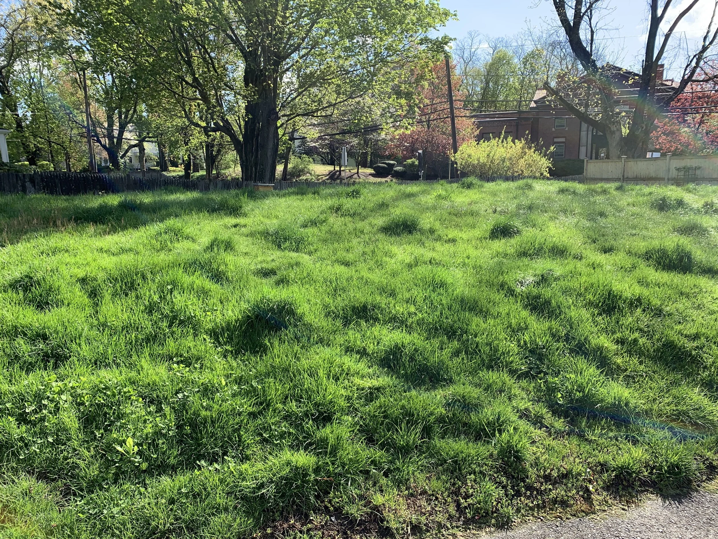 No Mow May