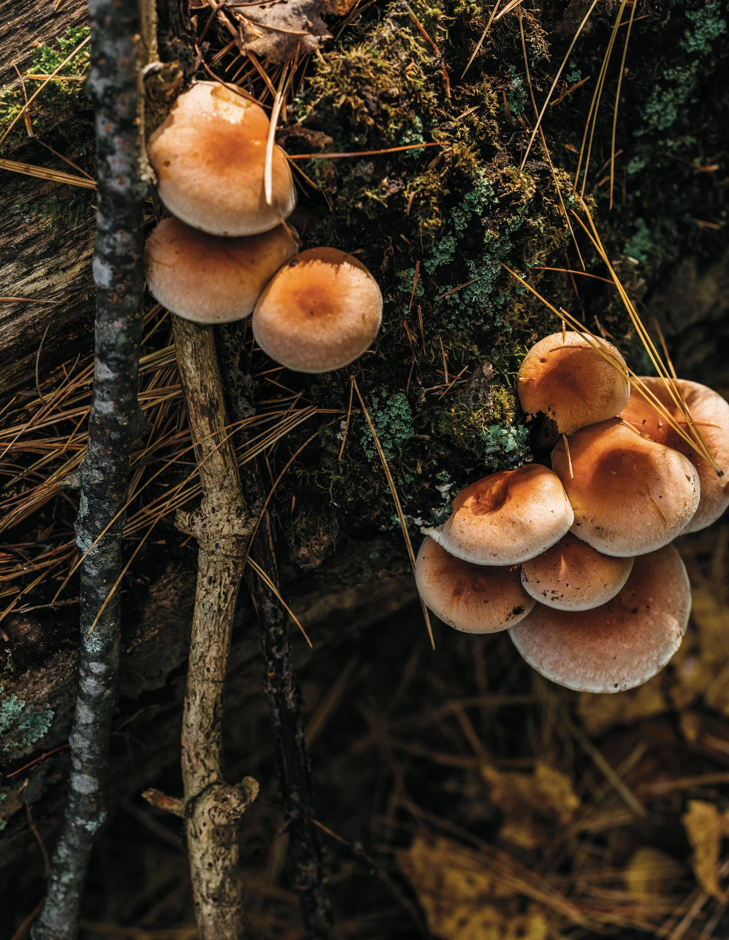 The Boston Mycological Club
