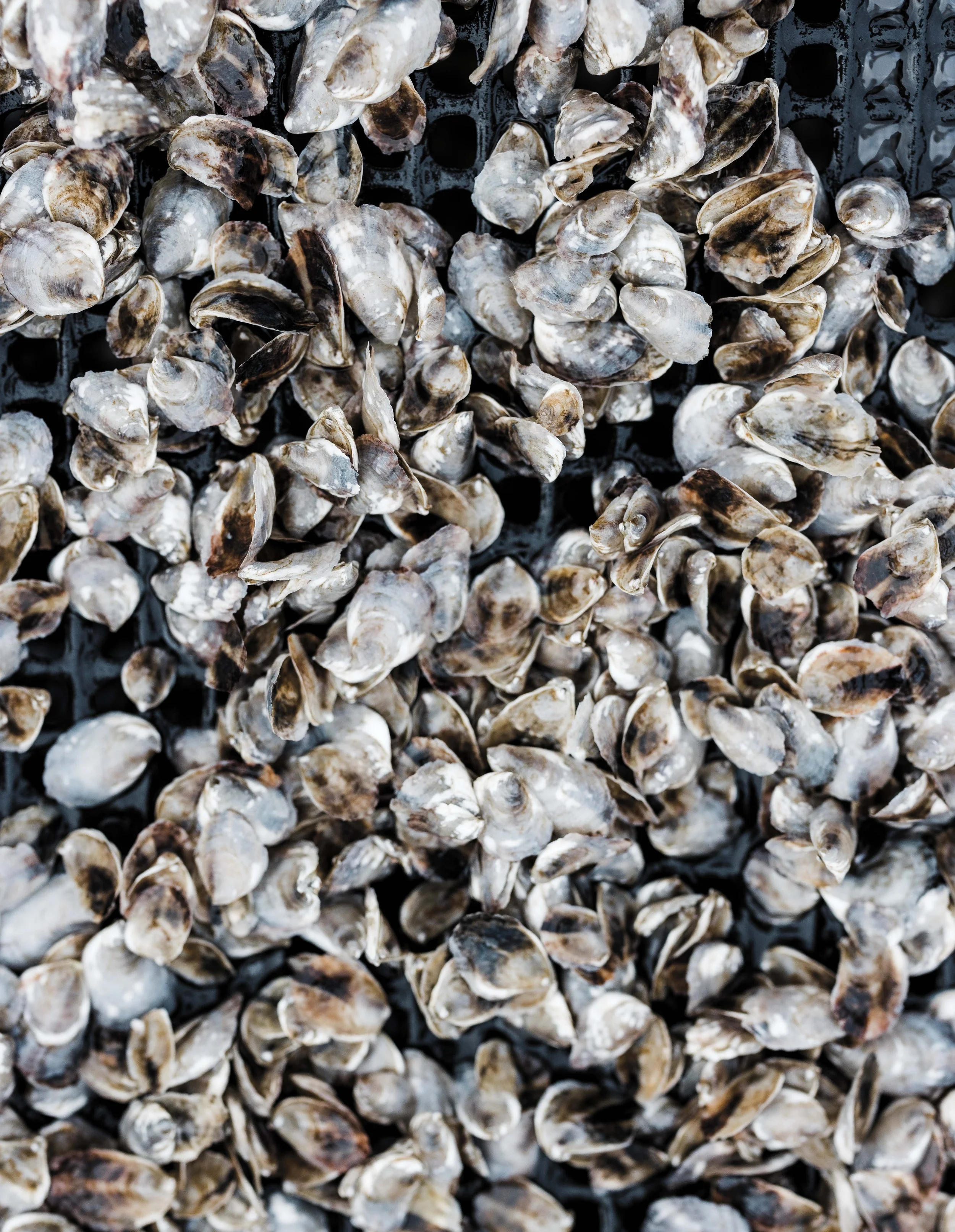 FEA-MarshShellfish_FA23_Piazza_2327.jpg