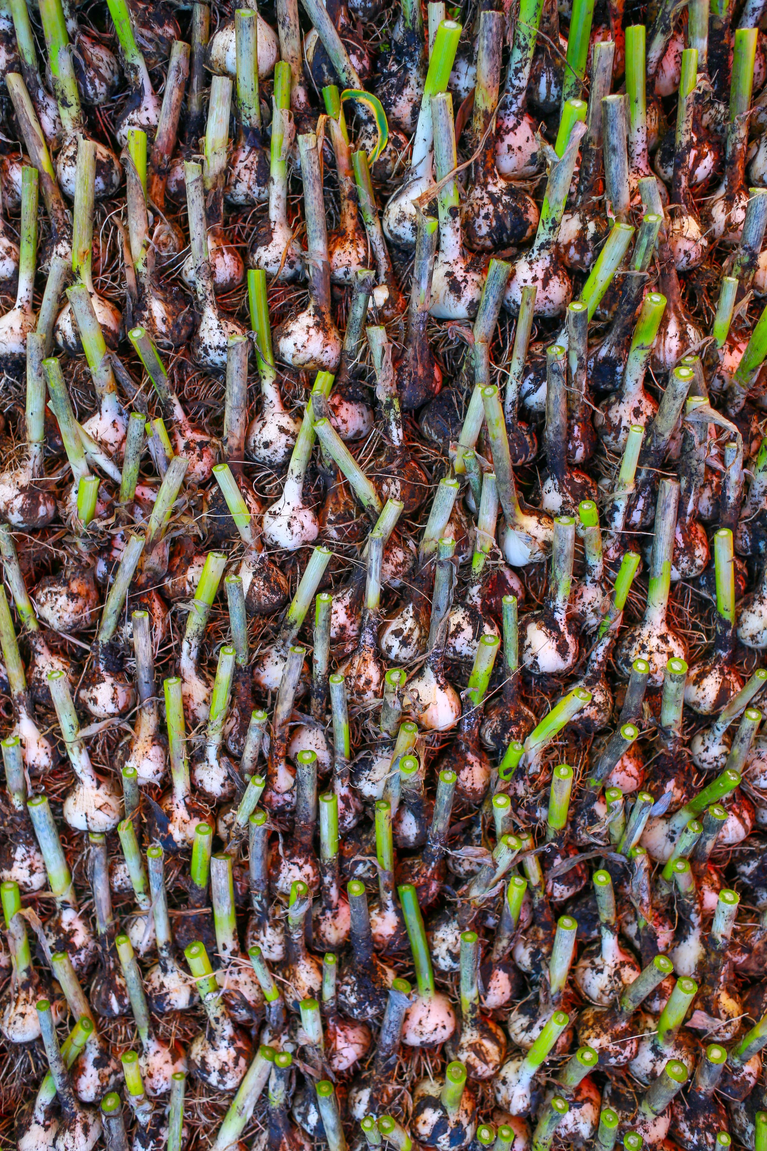 A Year at Rattle Root Farm, a photo essay