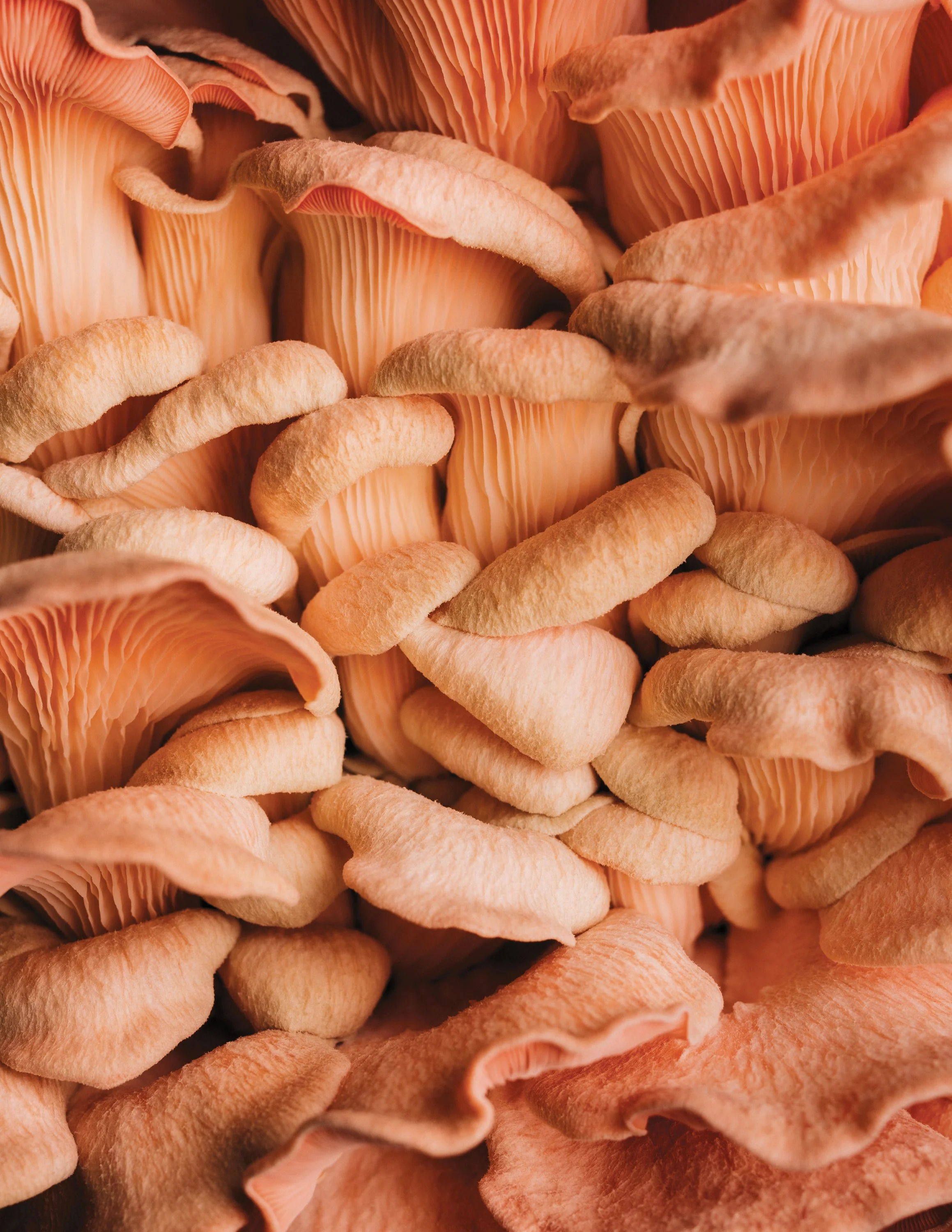 Mass Mushroom Farms: Helping strengthen local food systems, one fungus at a time