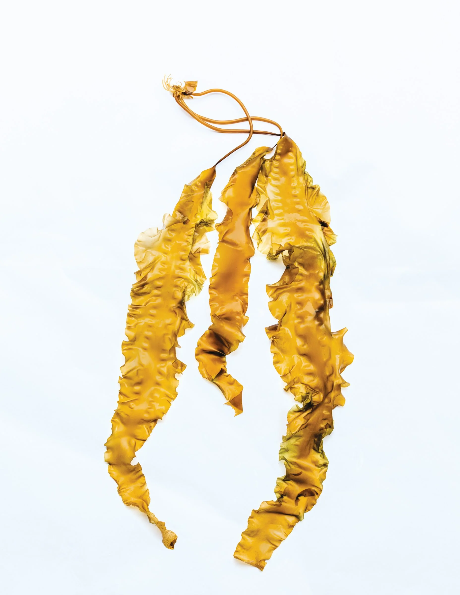 Eat Your (Sea) Veggies: North Coast Seafoods and Atlantic Sea Farms Collaborate to Bring Edible Kelp Into the Mainstream