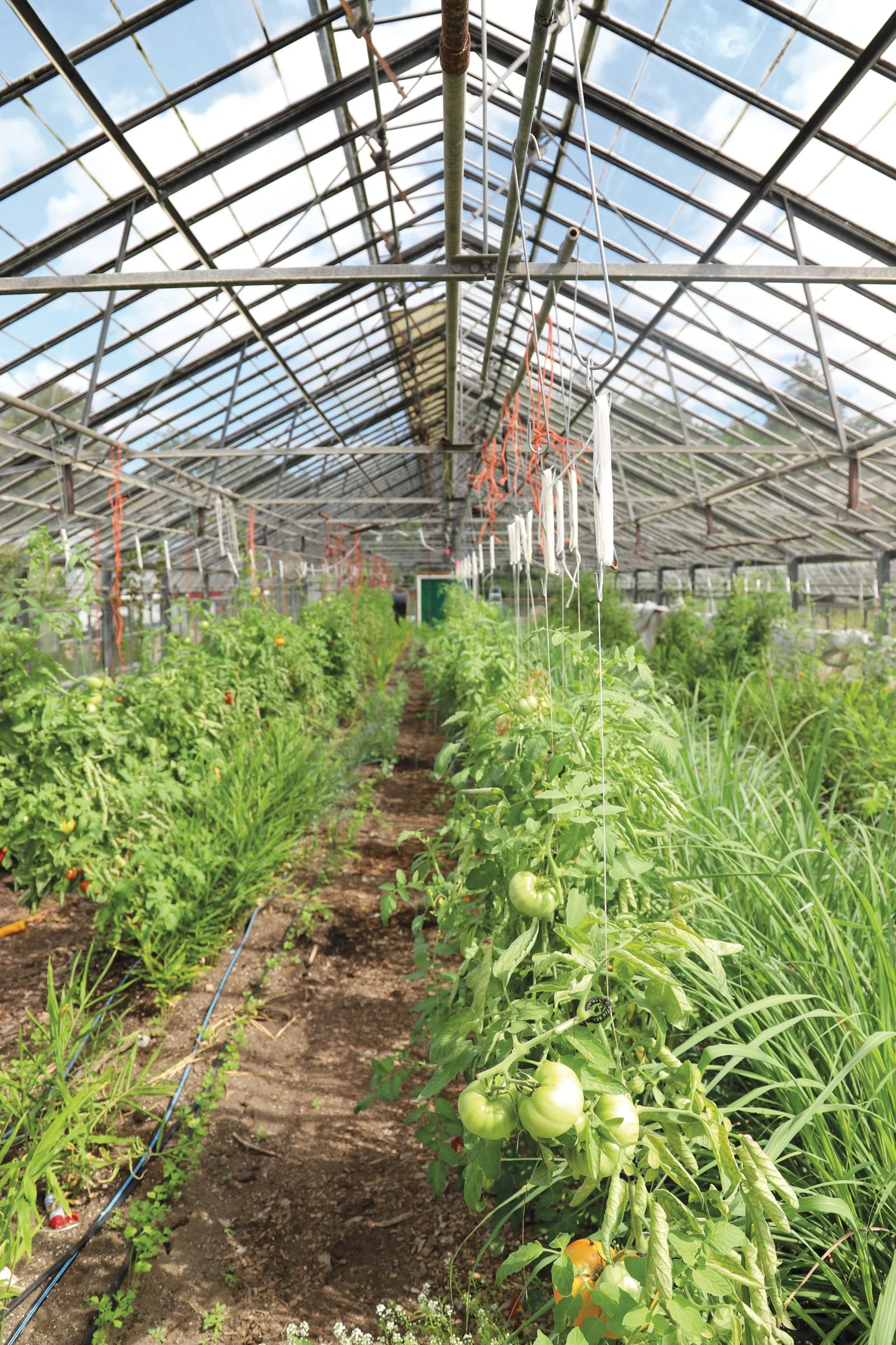 FF_LexFarms_Summer24_Owens-5379.jpg