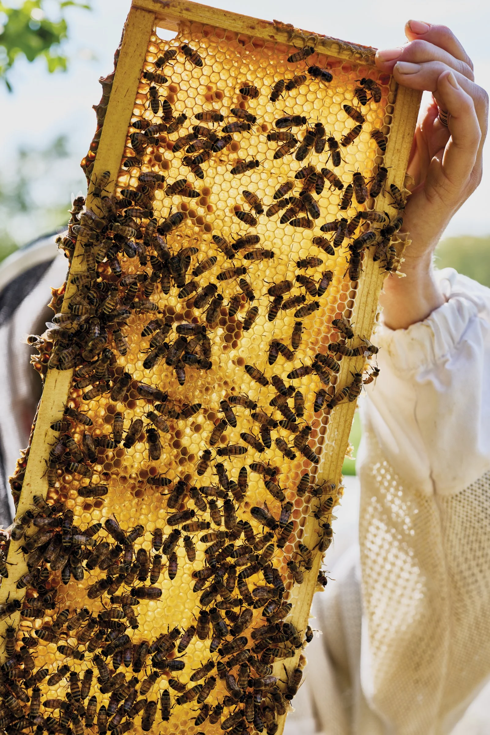 Hive Mind: Busy Hives at Allandale Farm