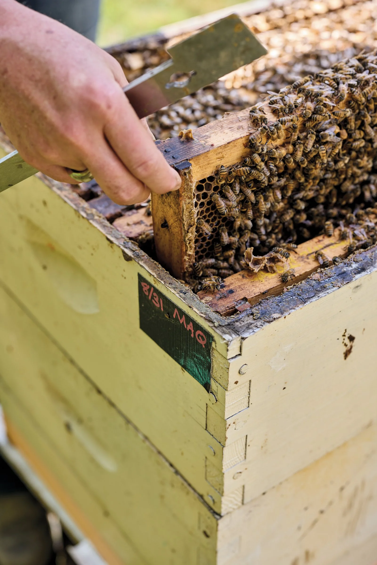 FEA_AllendaleBees_Summer24_Piazza-0538.jpg