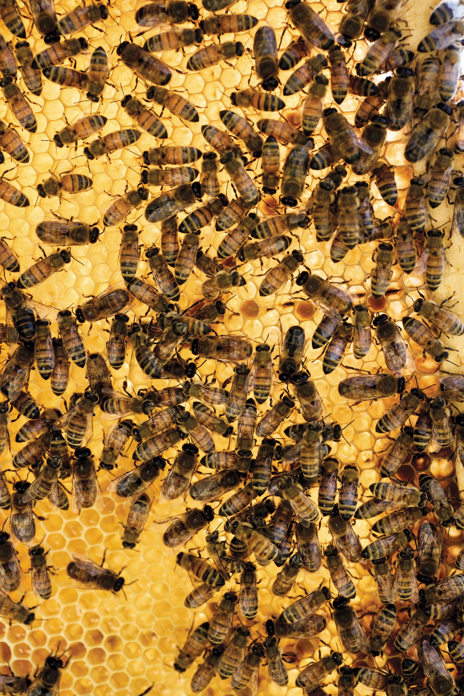 FEA_AllendaleBees_Summer24_Piazza-0416.jpg