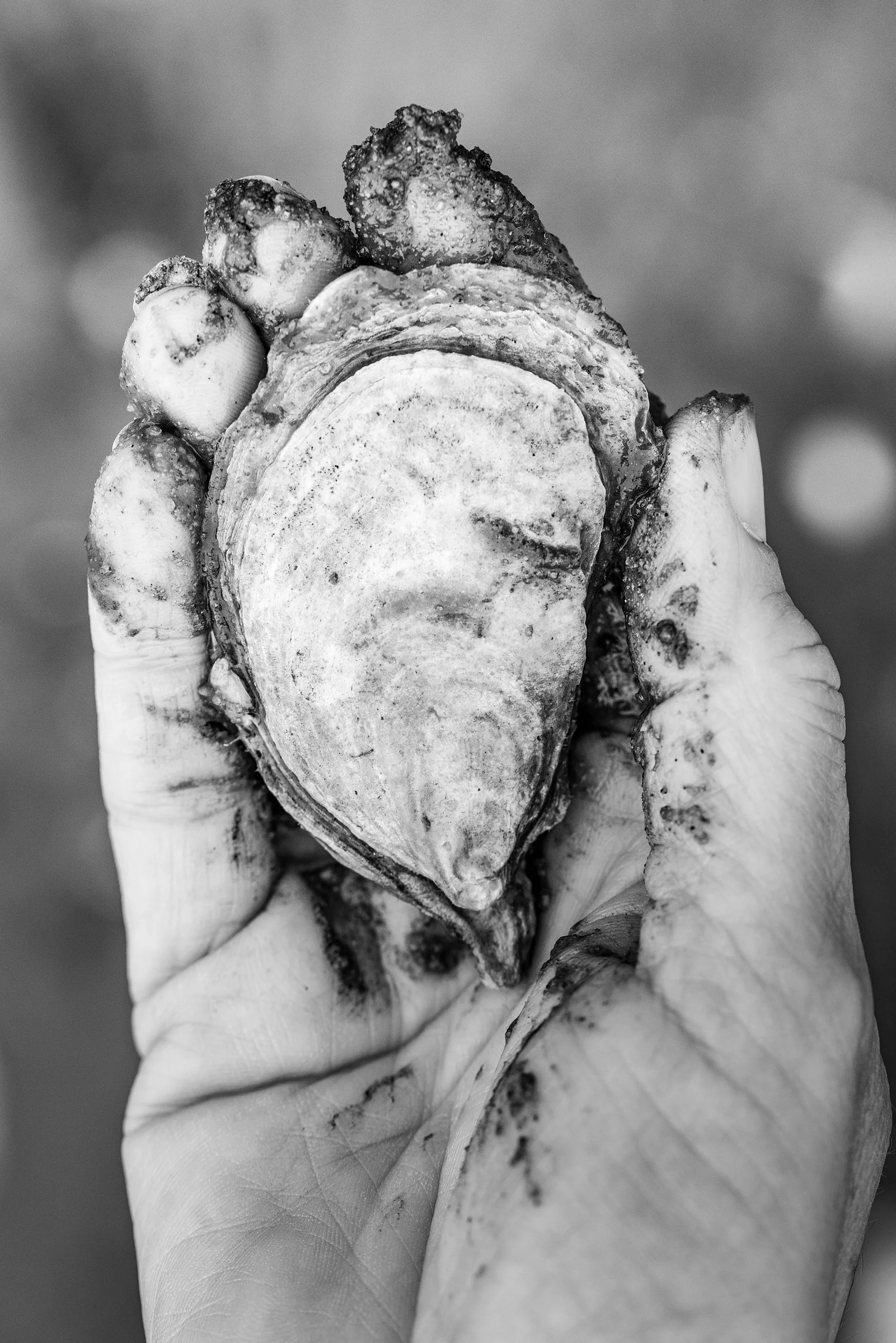 Massachusetts Oyster Project
