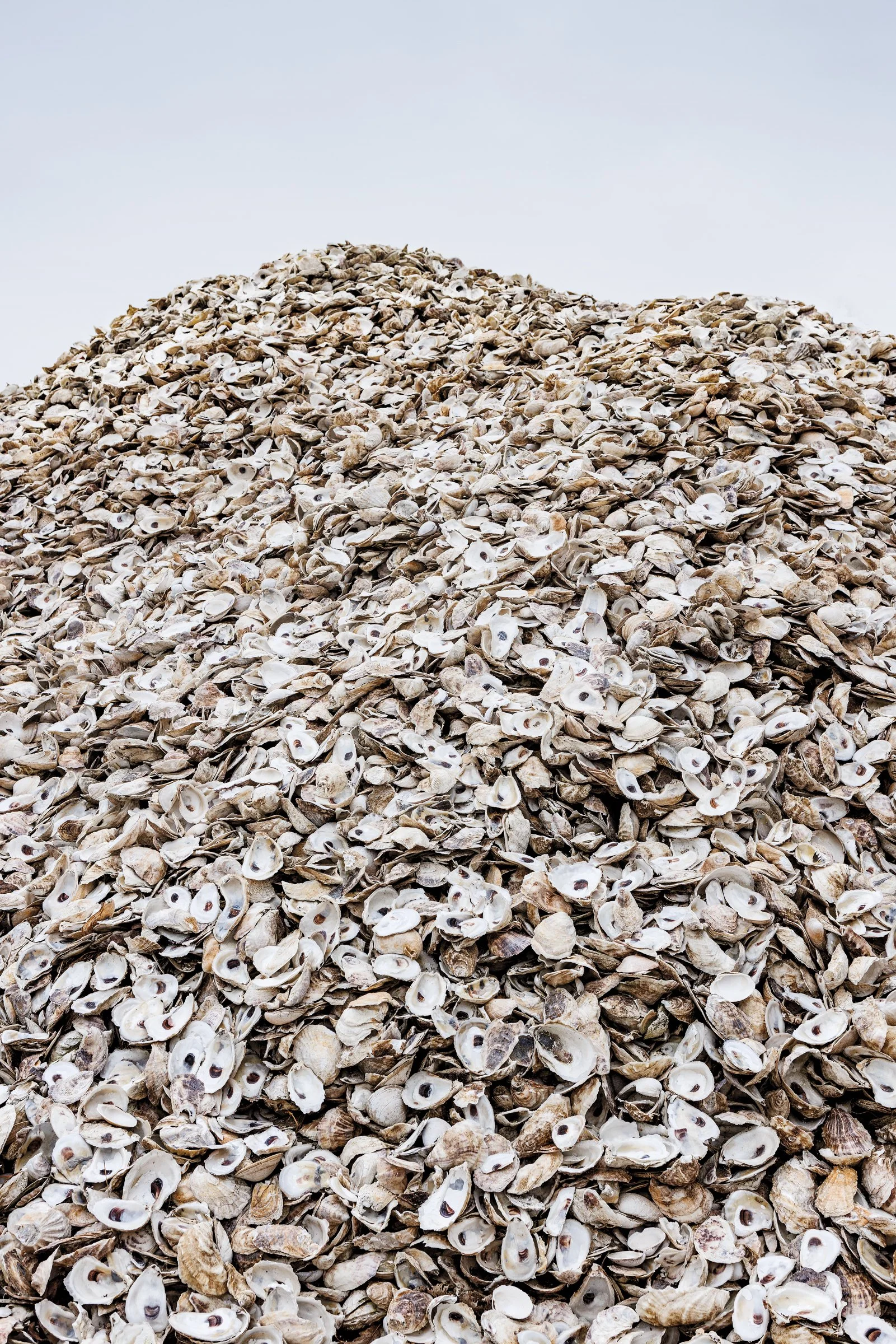 FEA_OysterProject_Summer24_DeTour-8448.jpg