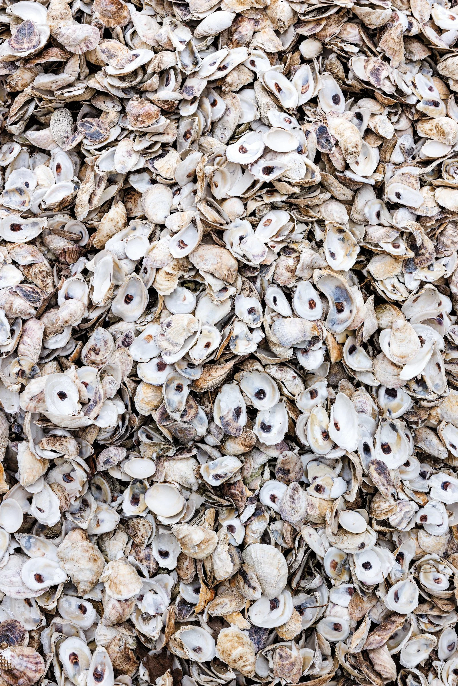 FEA_OysterProject_Summer24_DeTour-8443.jpg