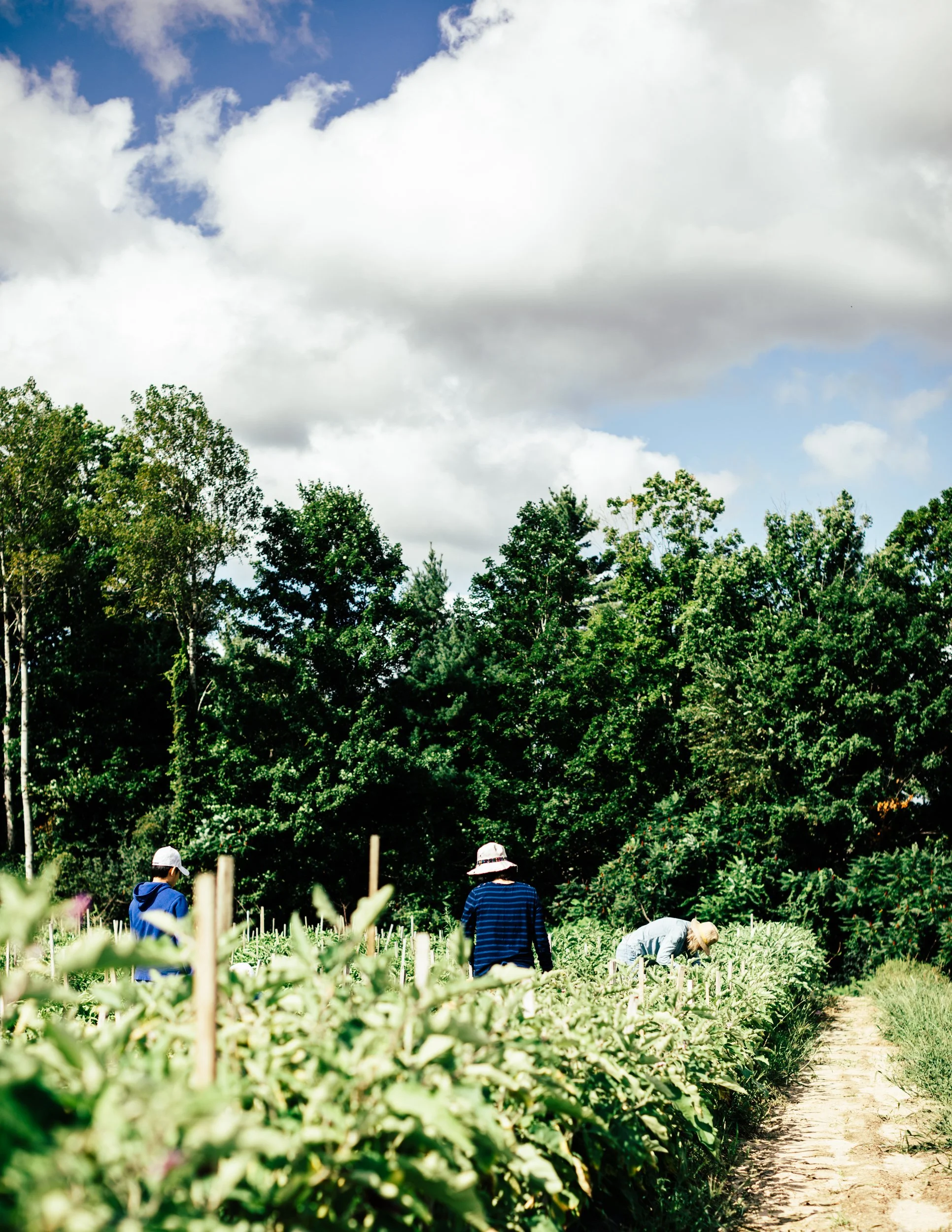 A Guide to Greater Boston and Worcester’s Food Nonprofits