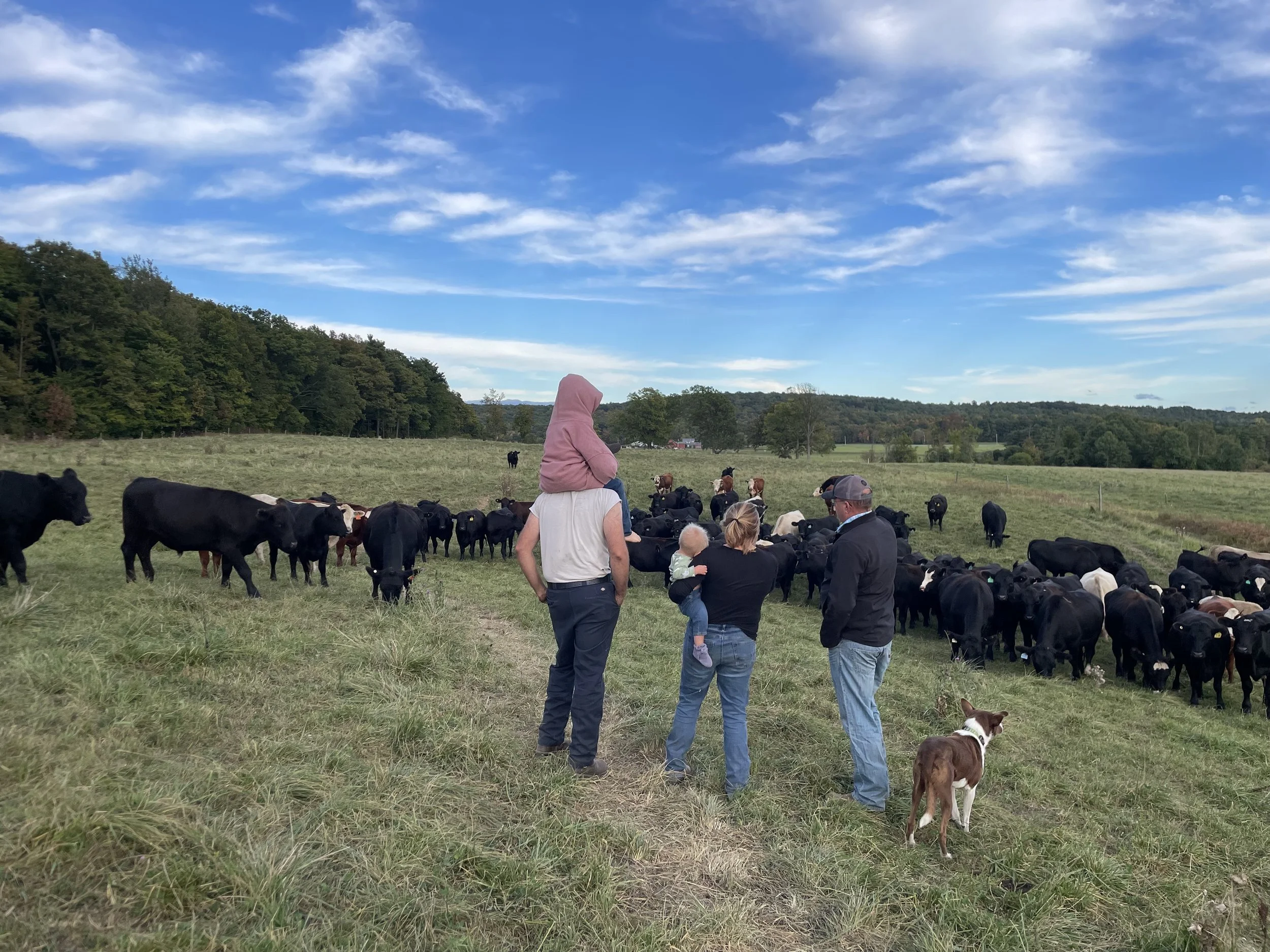 Cattle_Pasture.jpg