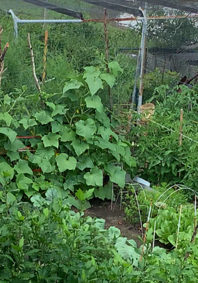 Nina Buxton's Garden 5.png