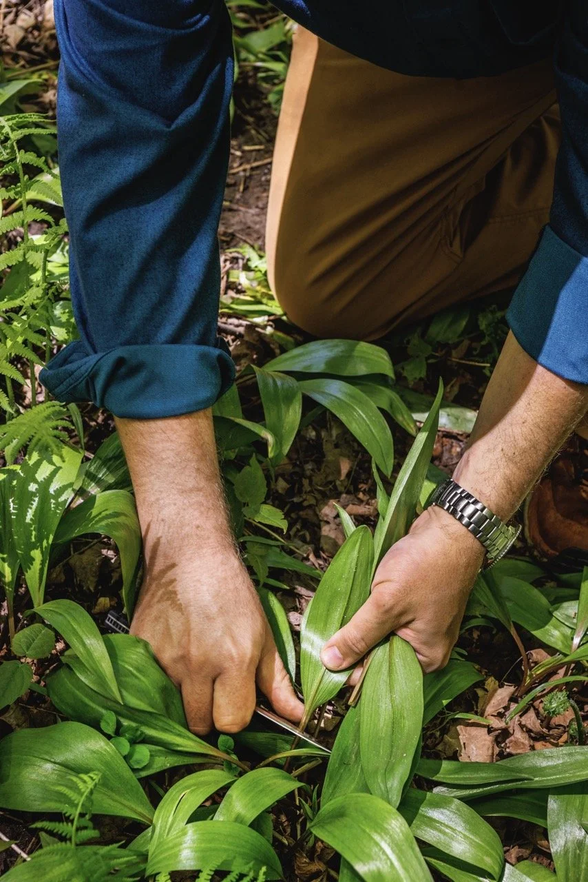 Hidden Treasures: Gathering Ramps Brings Ingredients and Inspiration for Two Local Chefs