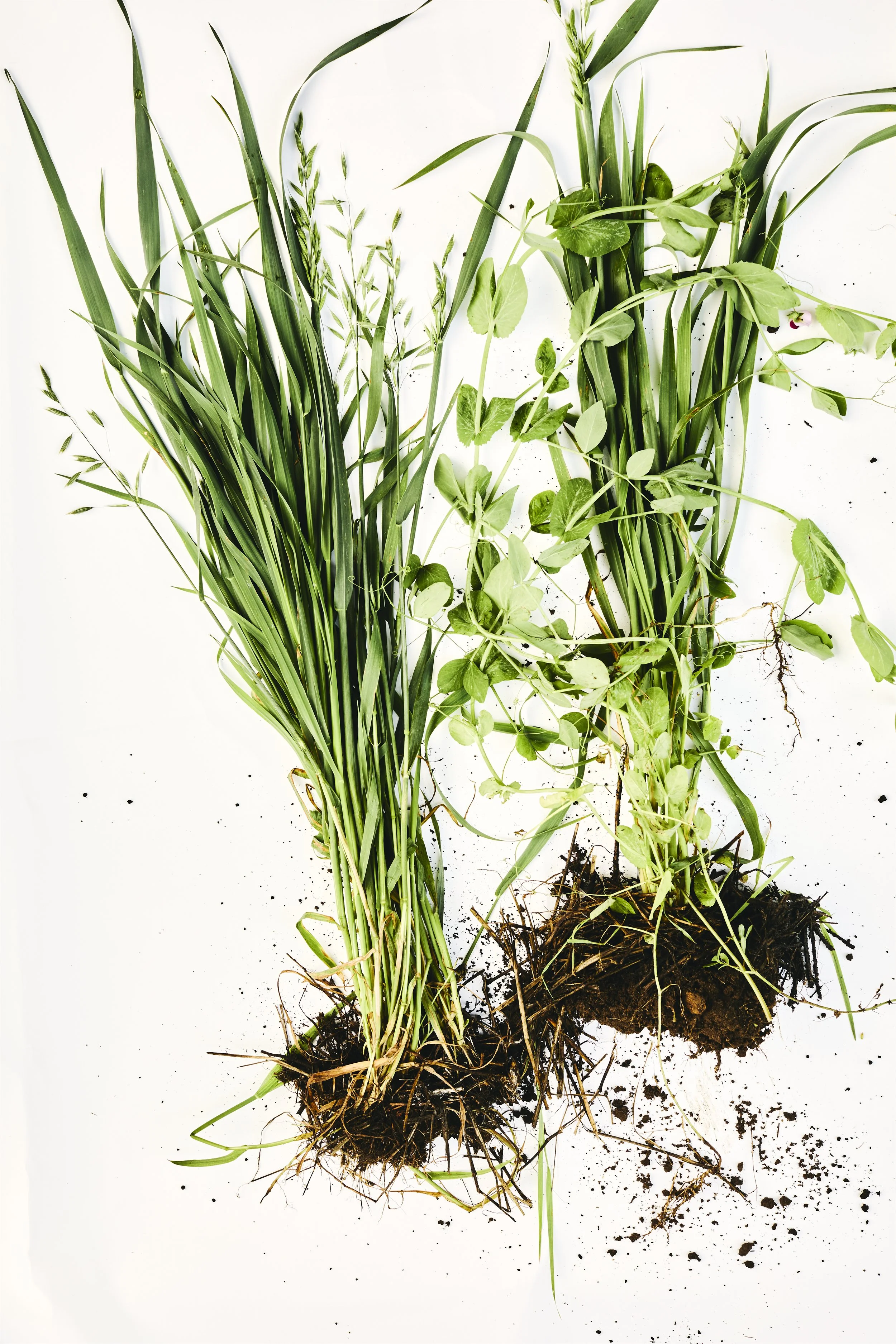 NH_CoverCrops-9366.jpg