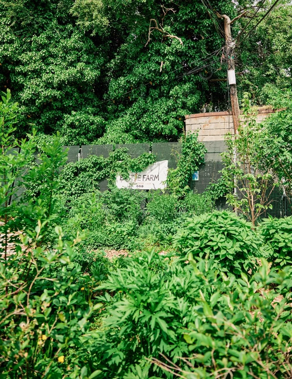Piazza_EB-EastieFarm-0635 Large.jpeg