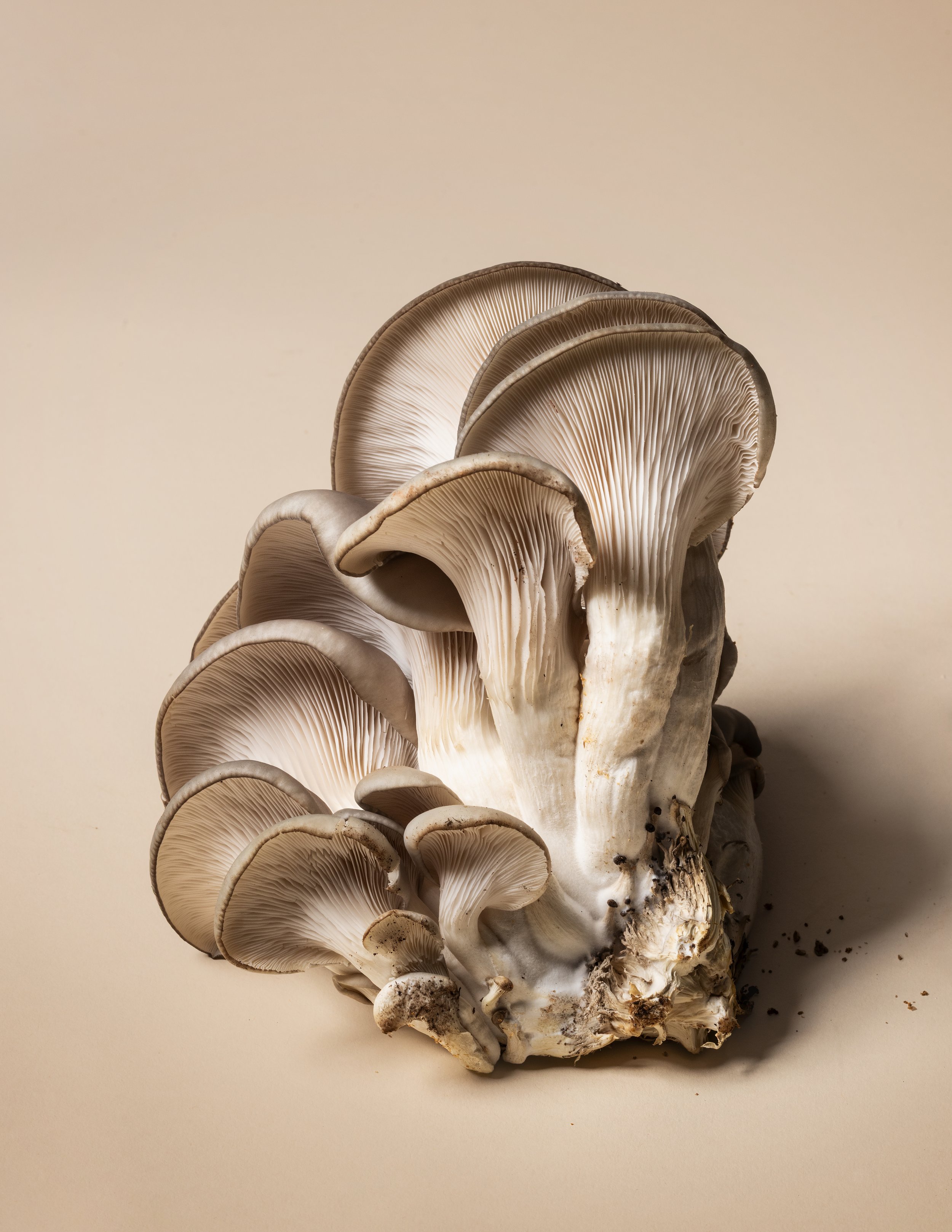 FEA_Worcester-Mushrooms_F25_Detour-3475.jpg