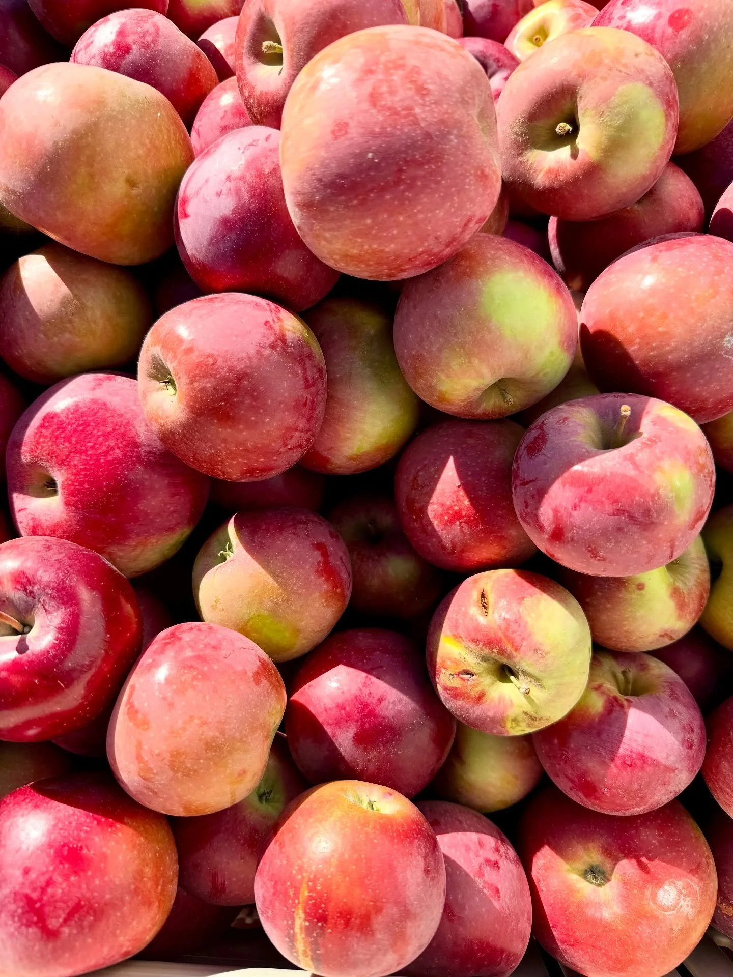 Yesterday, one of this fall&rsquo;s most gorgeous days, I spent the morning with a group of volunteers at @bostonareagleaners packing fresh apples to send off to food banks around the Commonwealth. Eight of us packed 9200 pounds(!) of gorgeous Macint