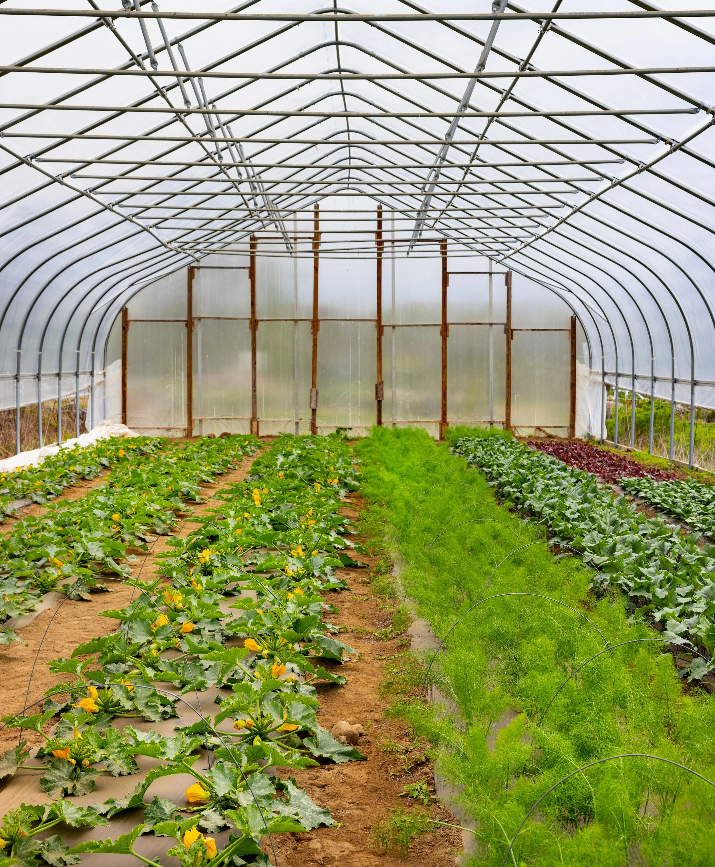 FEA_StillLifeFarm_SU26-Detour-1396.jpg