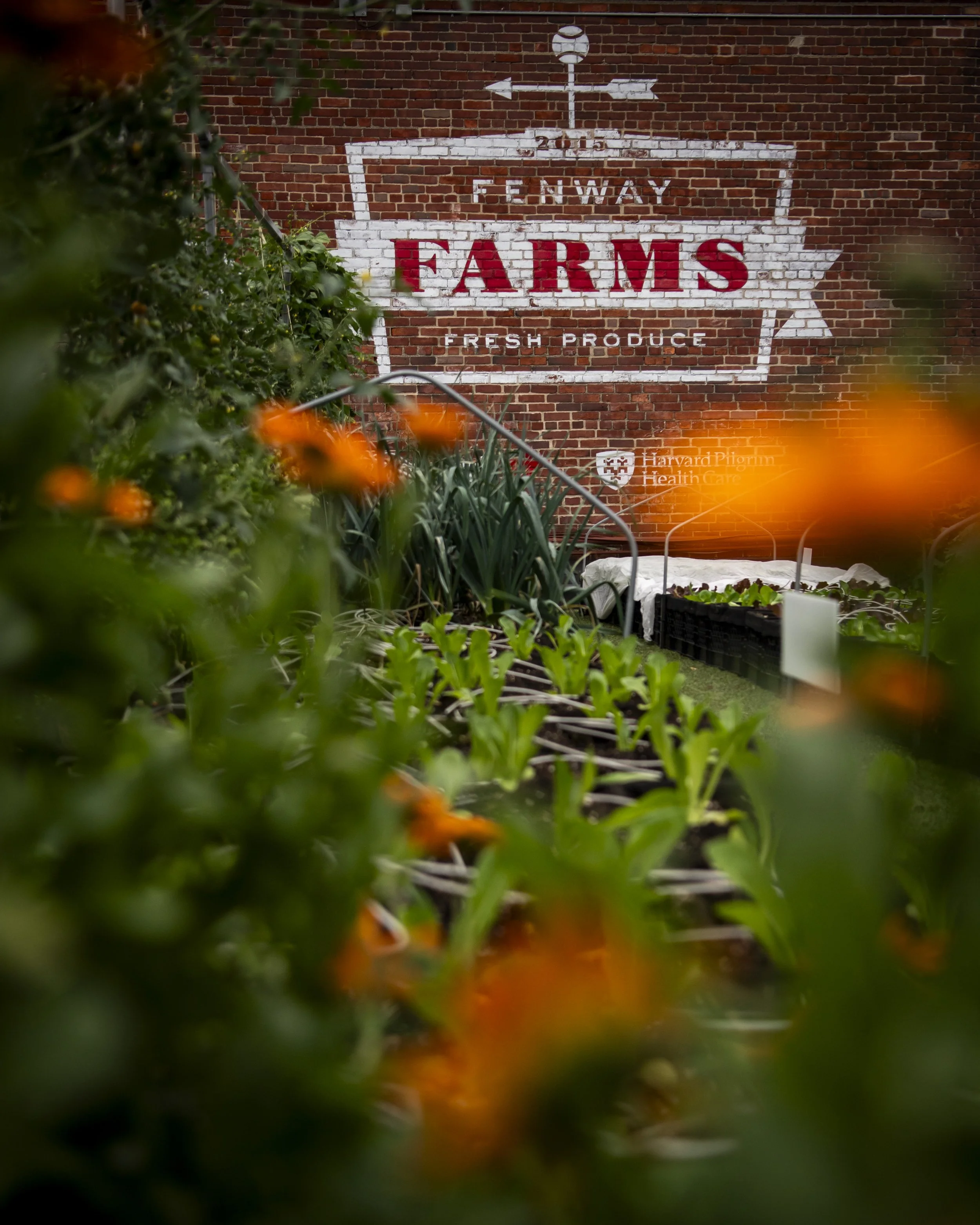 Fenway Farms: The Other Green Monster at Fenway Park