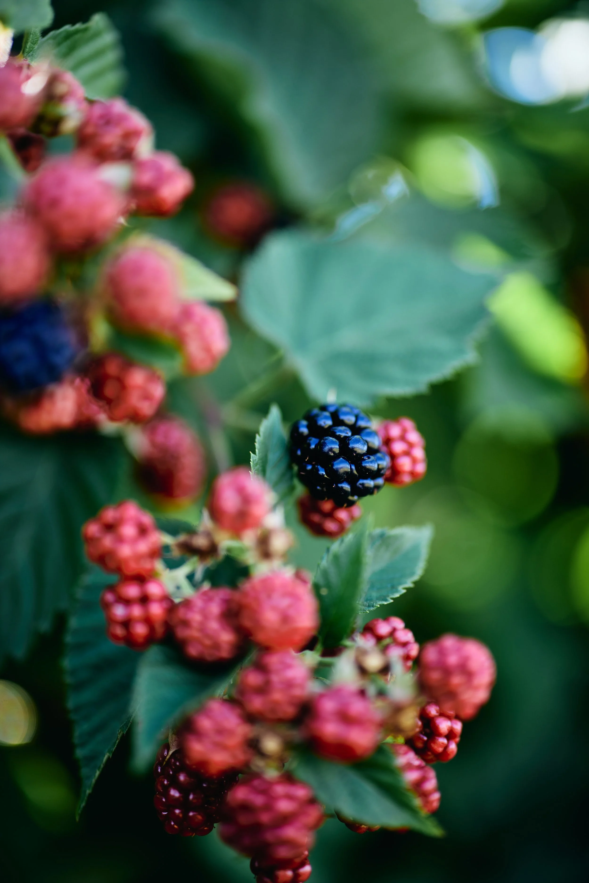 Pick-Your-Own Farms in Central MA