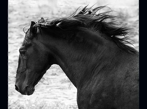 PORT_050816_026A2717_sm.jpg