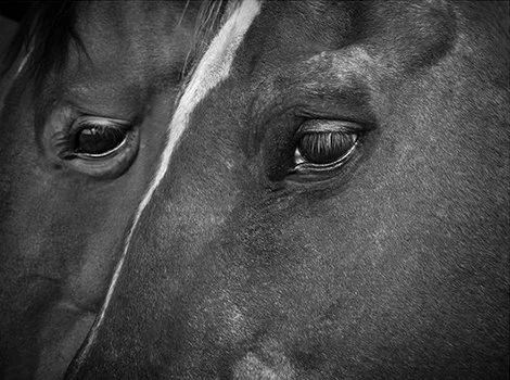 MouseChance_026A5538_BW_Web_2.jpg