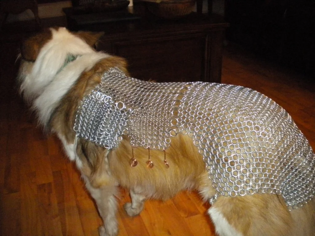 Coco in mail 2011 First Chainmail Project.JPG