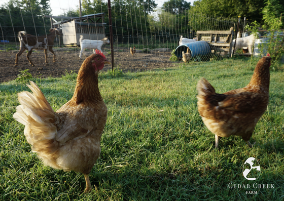 How to Catch a Chicken in 9 Easy Steps — Cedar Creek Farm