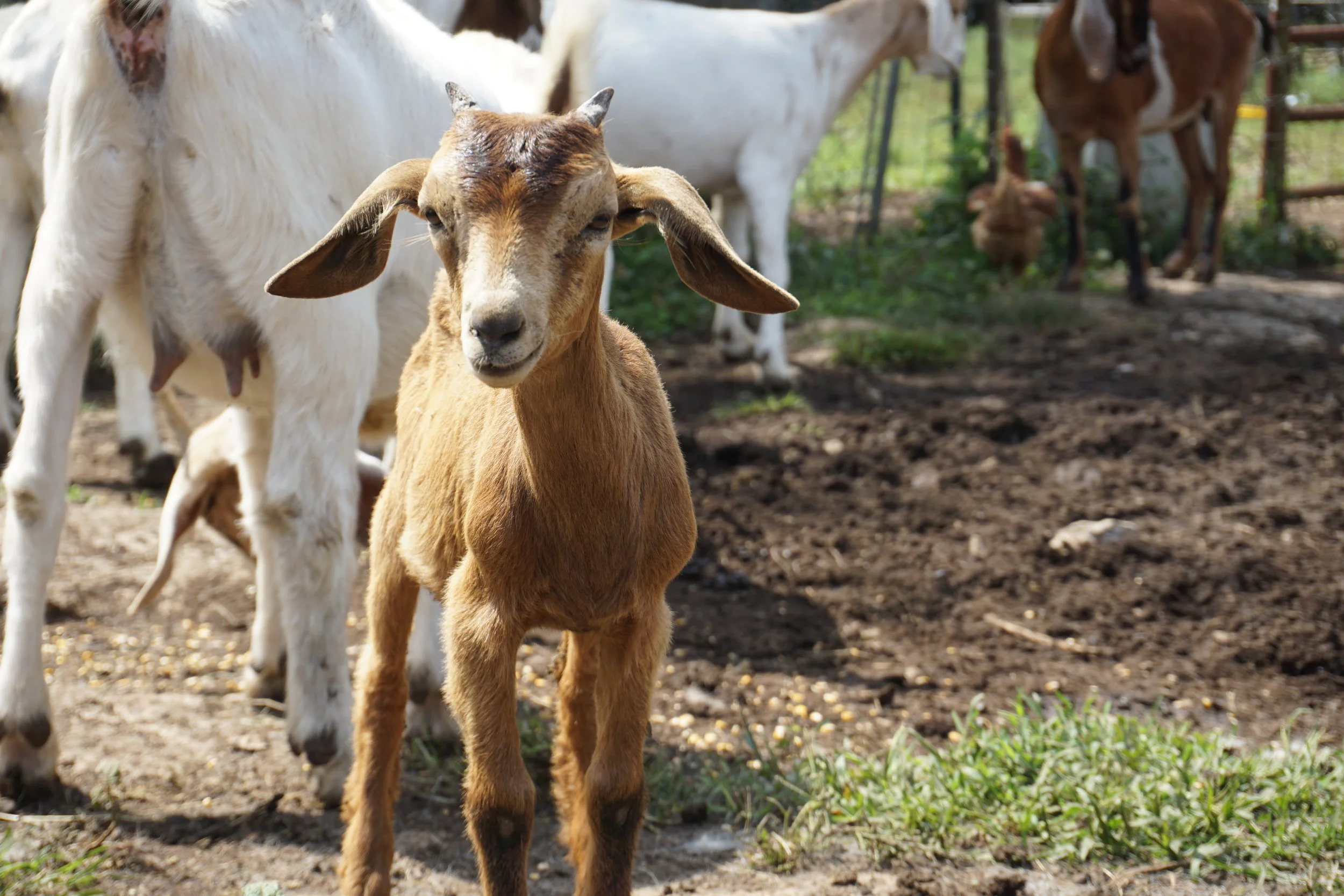 Family Fun Day - April 2018