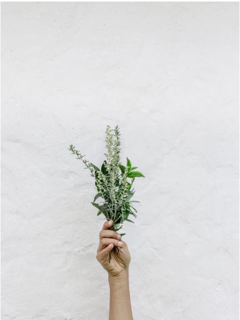 Herbalism 101: The Basics with Paula Billig