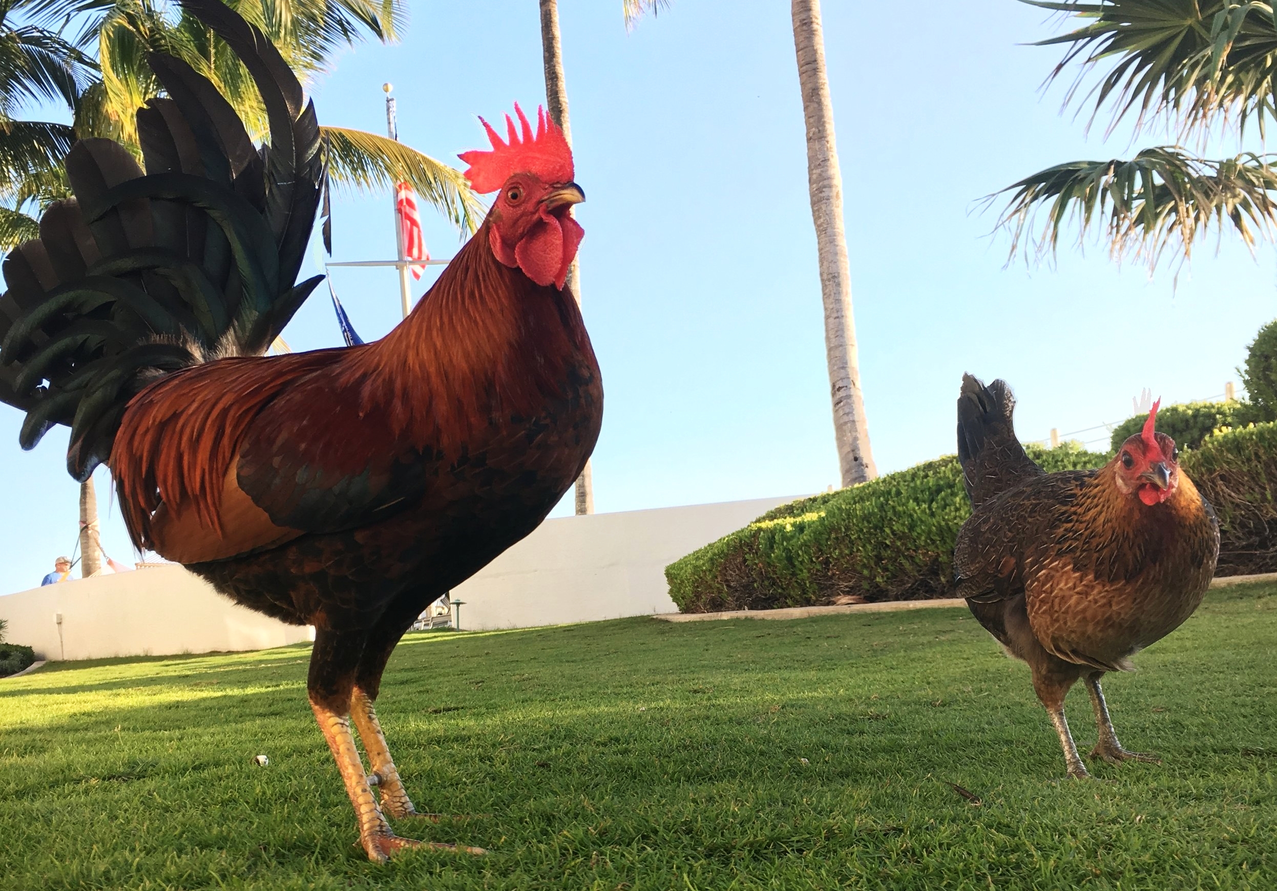 Key West Chickens photo