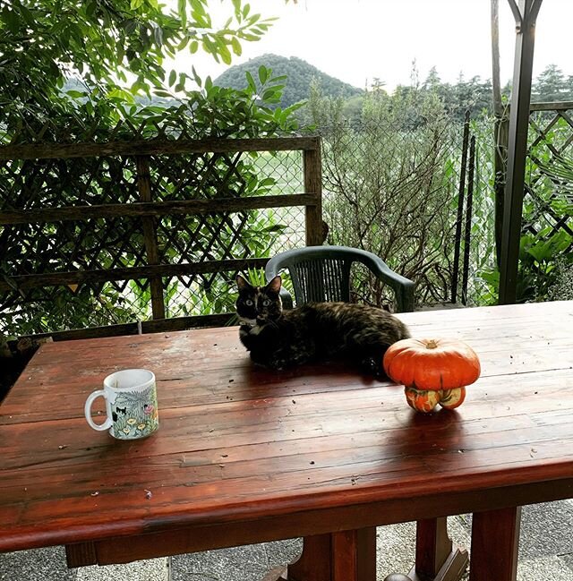 Yes, a strange combination to be assembled on my garden table as if posing for an almost still life 🎃😻. I think my neighbour&rsquo;s cat accepts me intruding on &lsquo;her&rsquo; territory now 😉
.
#myitaliangarden #garden #gardentable #juxtapositi
