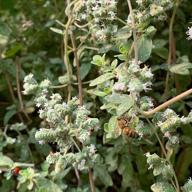 One of many bees 🐝 visiting my oregano today 😊. Is that a ladybird hiding in the corner? 😃❤️
#oregano #bee #bees🐝 #origano #myitaliangarden #gardening #gardeninglife #oreganoflowers #origanoinfiore #herbs #herbgarden #pollination #italy #spring #