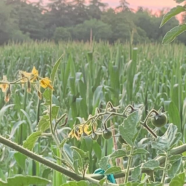 Tomatoes growing very well in my lockdown vegetable patch 😁 I&rsquo;m hoping some will ripen before the bugs eat them 🤨 . In the background, a farmer&rsquo;s field of maize growing taller by the day. 
#tomatoes #mygarden #myitaliangarden #green #na